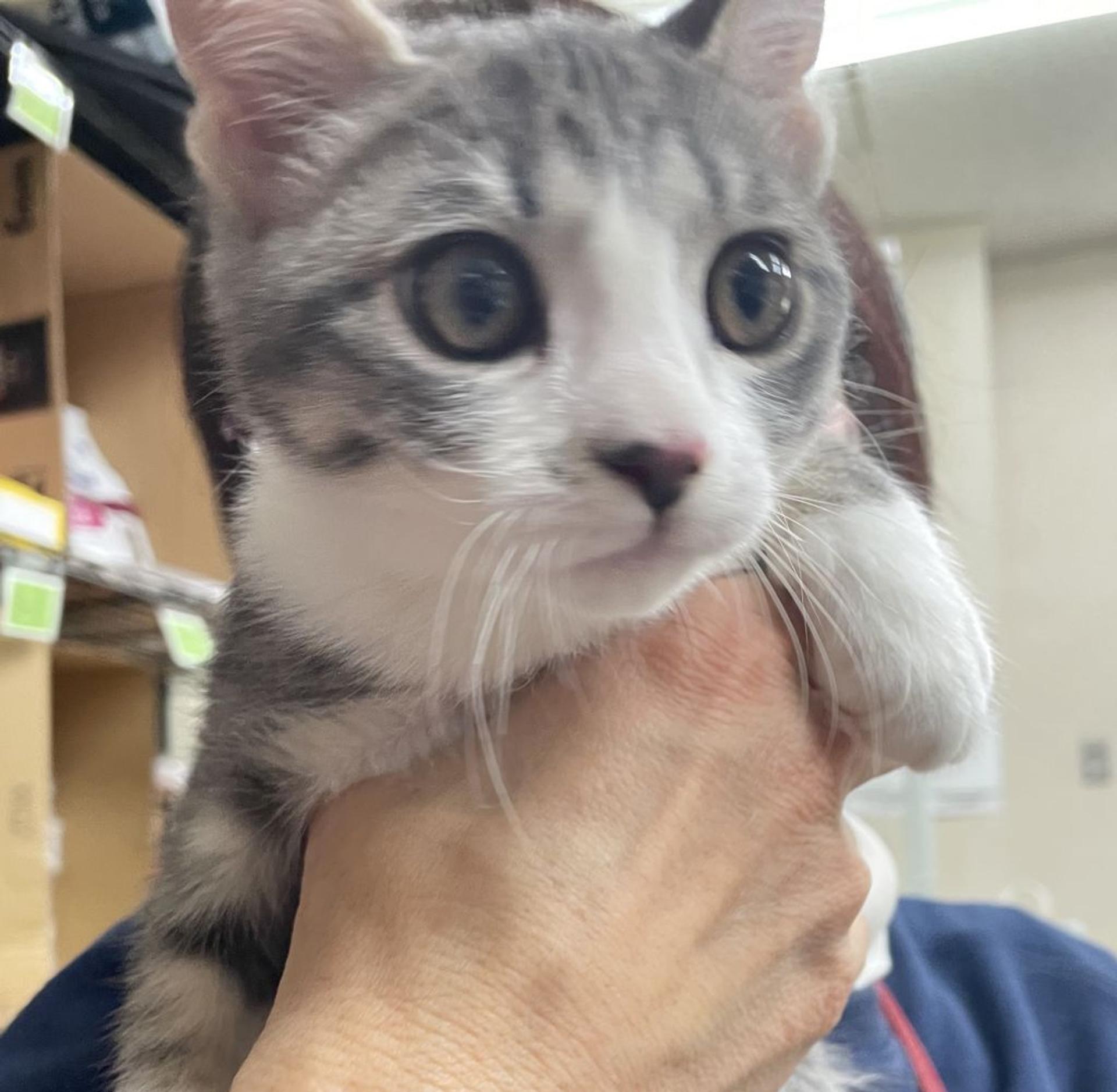 pet-image-2