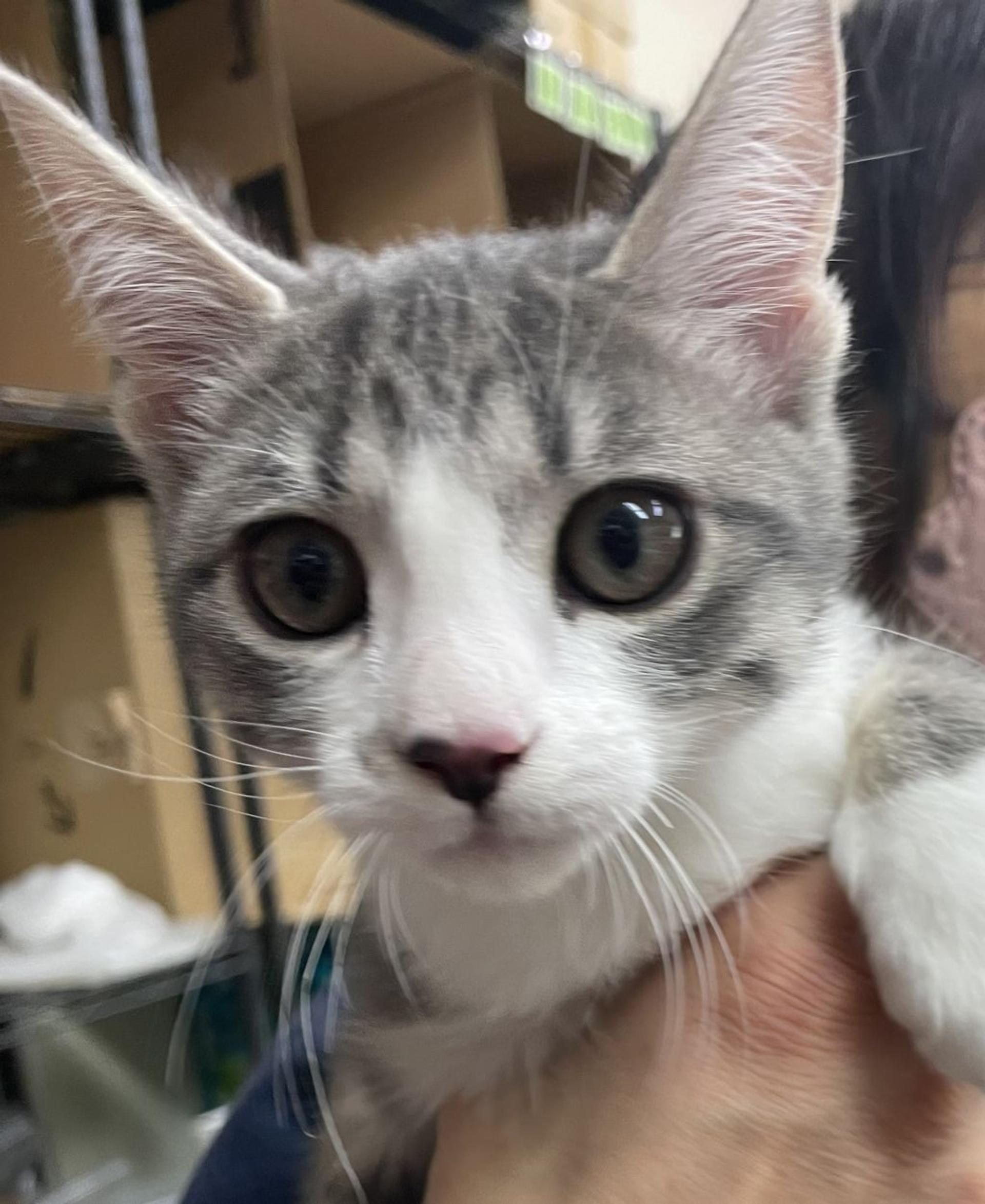 pet-image-3