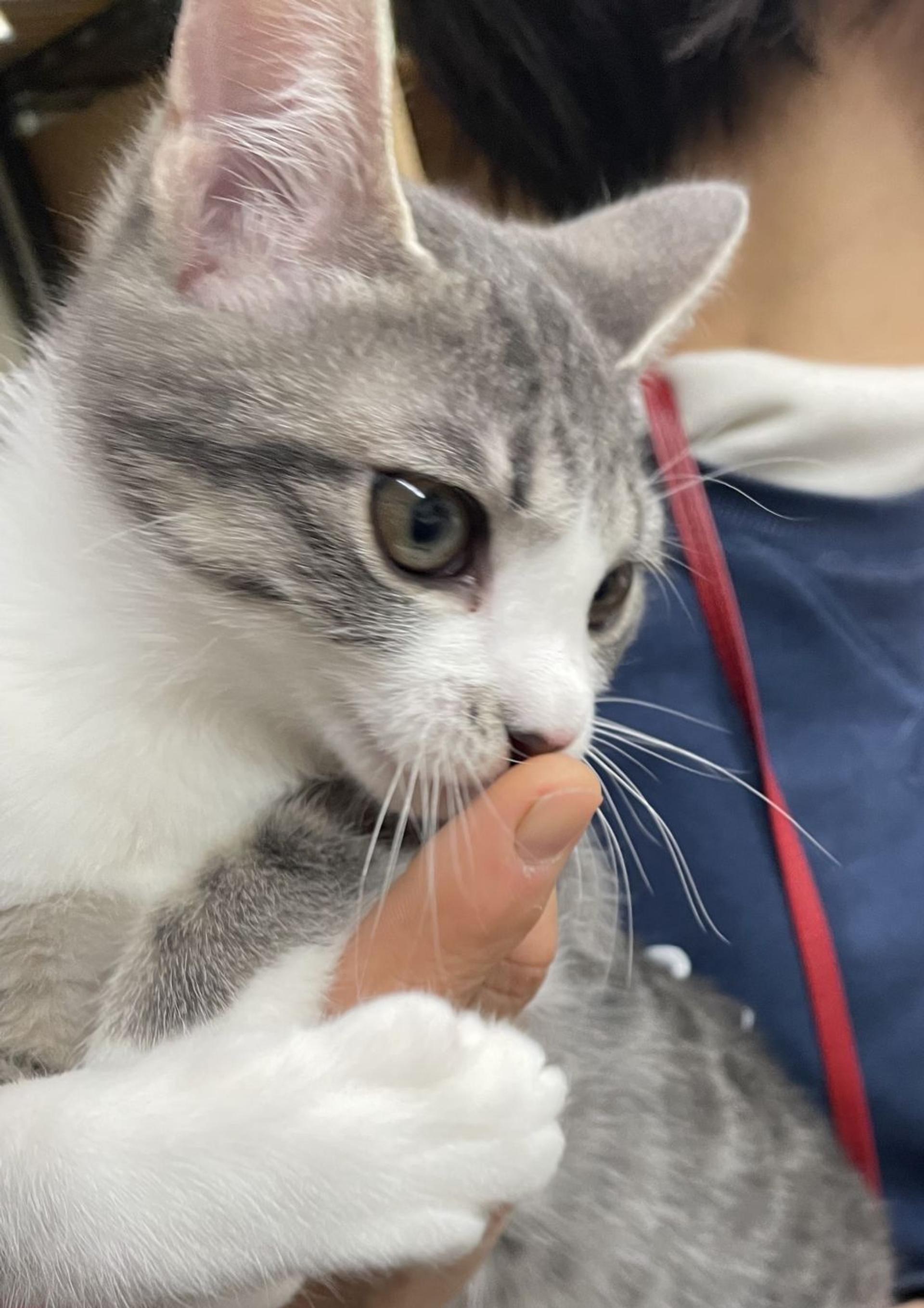 pet-image-4