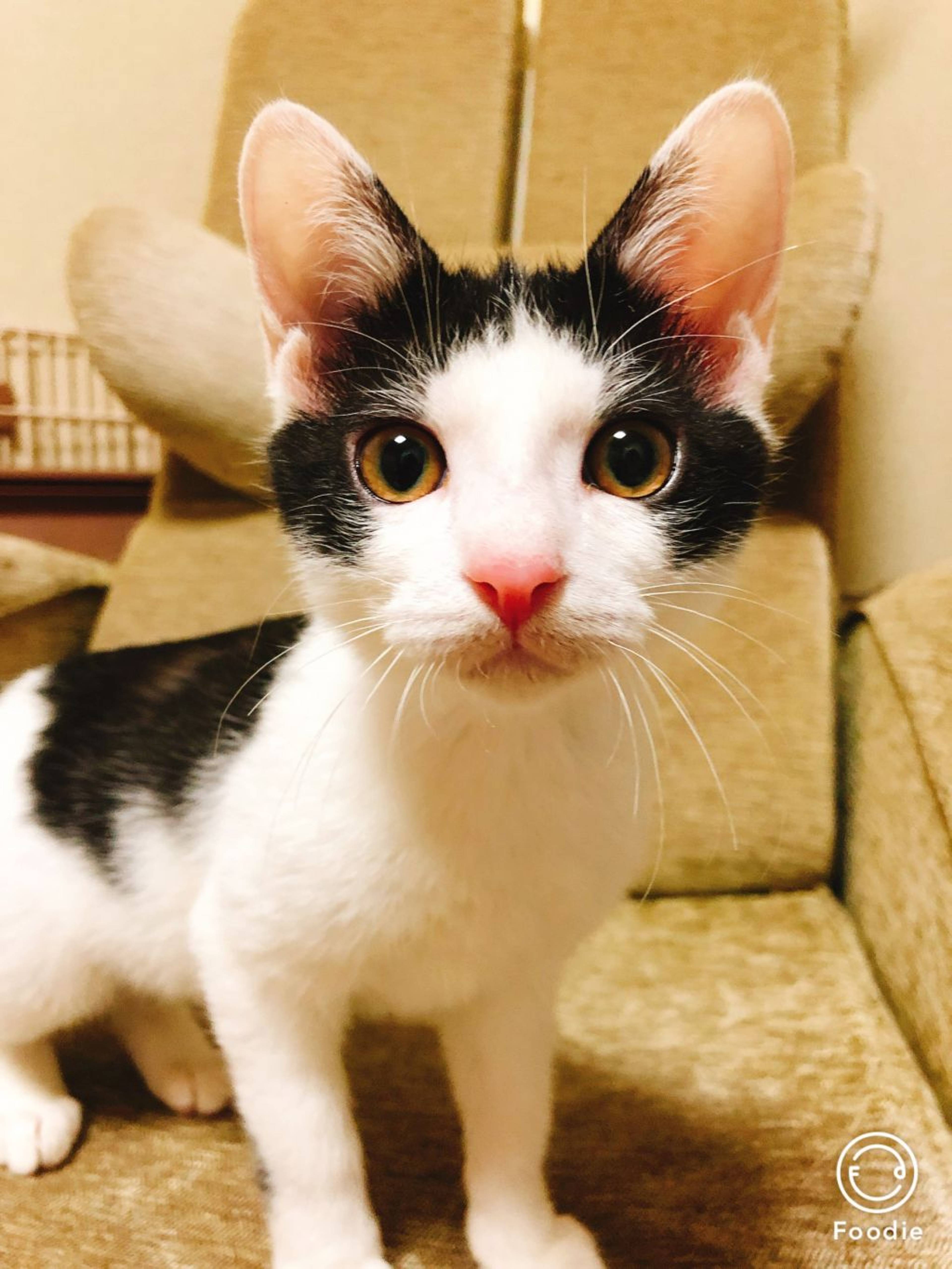 雑種（ミックス猫）・メスの里親募集の写真