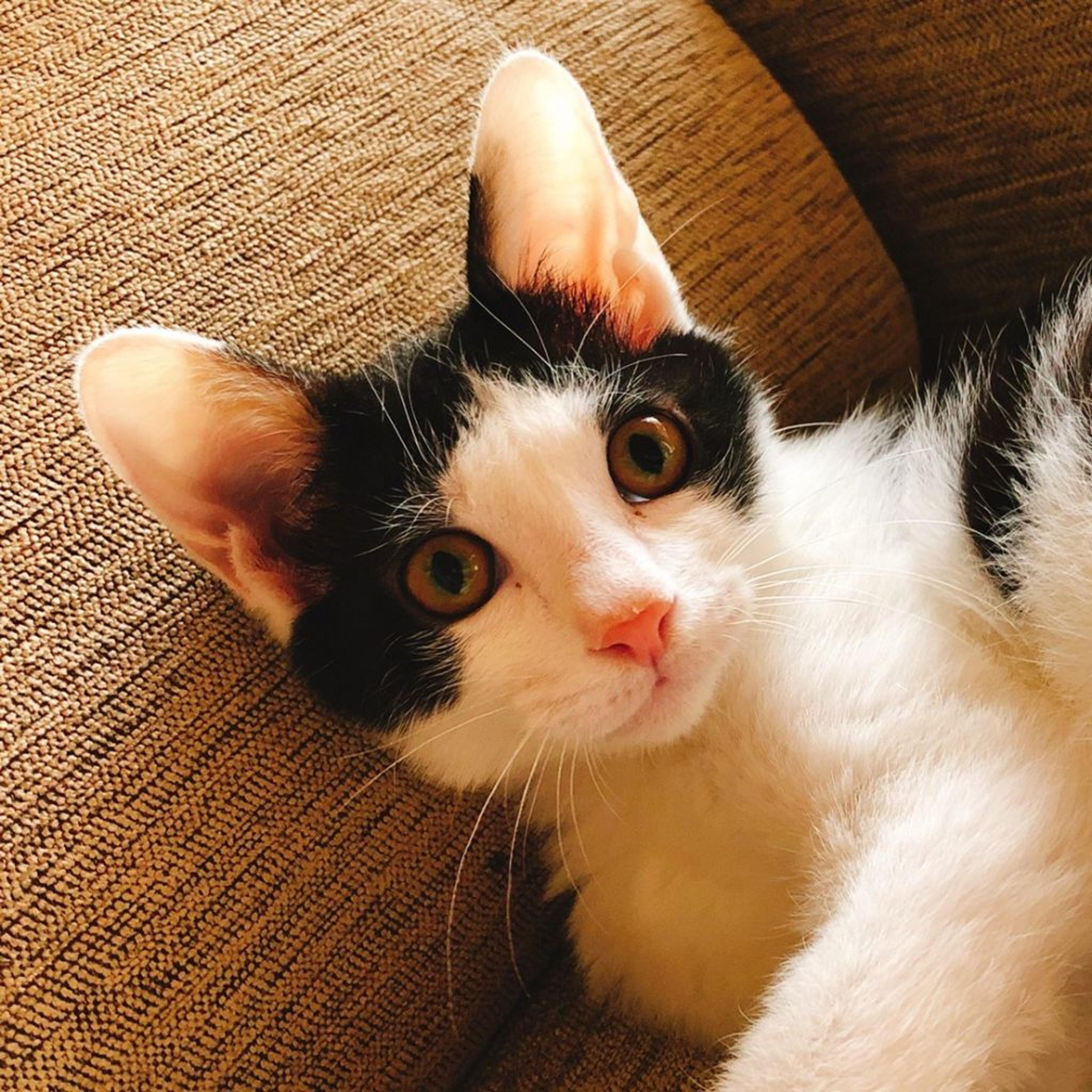 pet-image-2