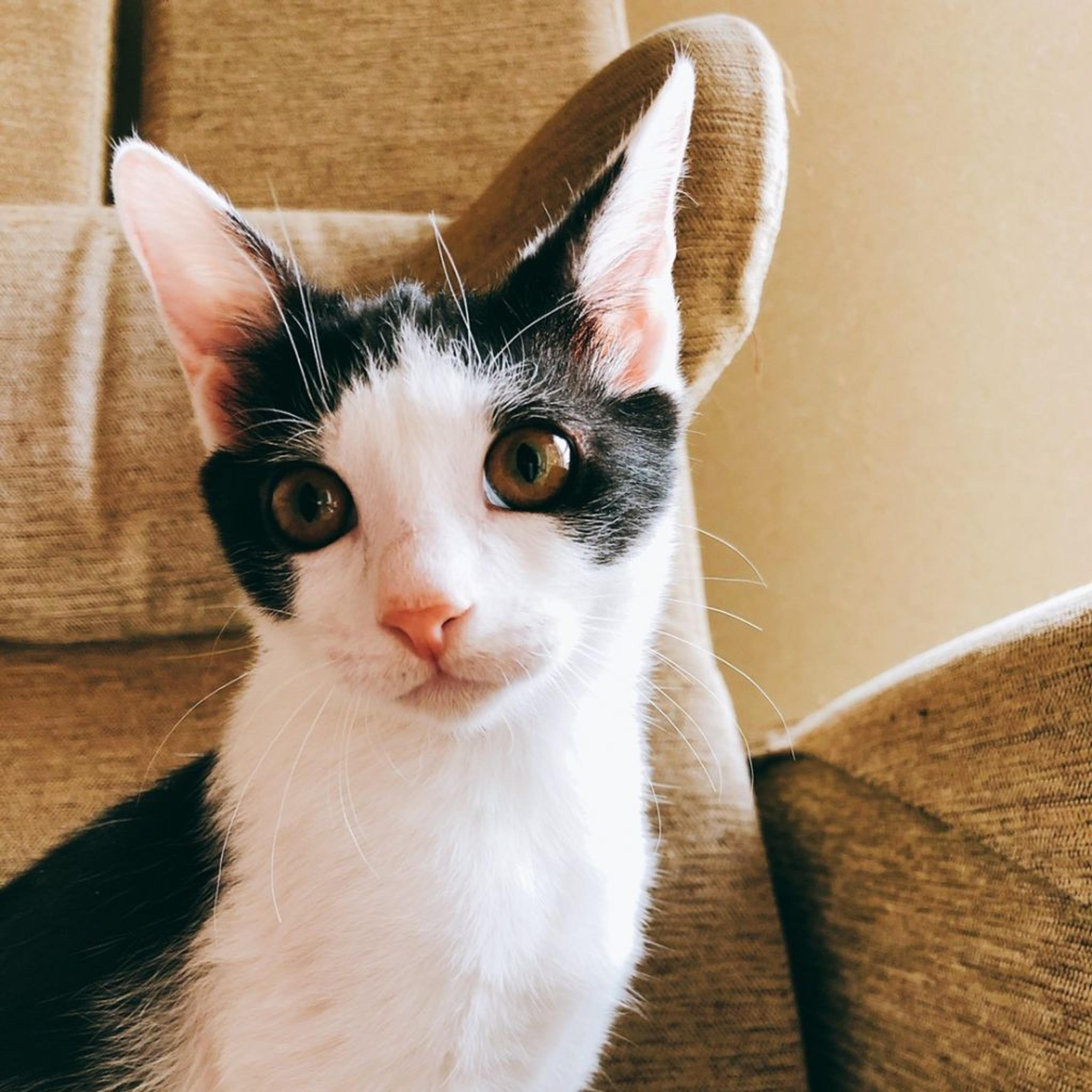 pet-image-3