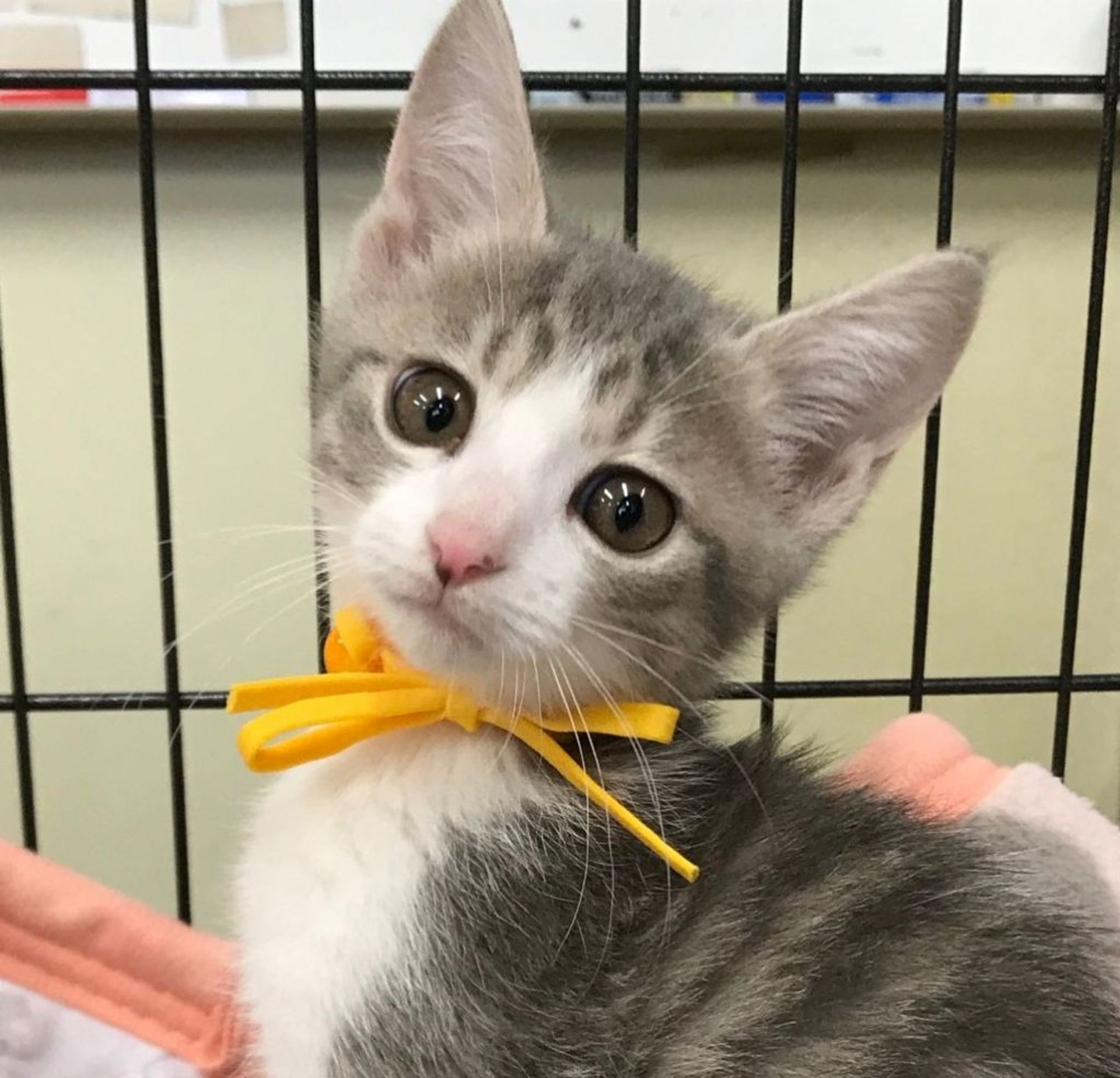雑種（ミックス猫）・メスの里親募集の写真