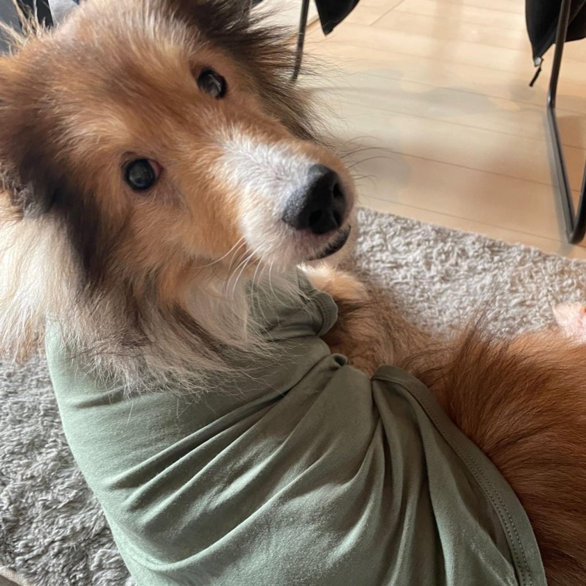 pet-image-2