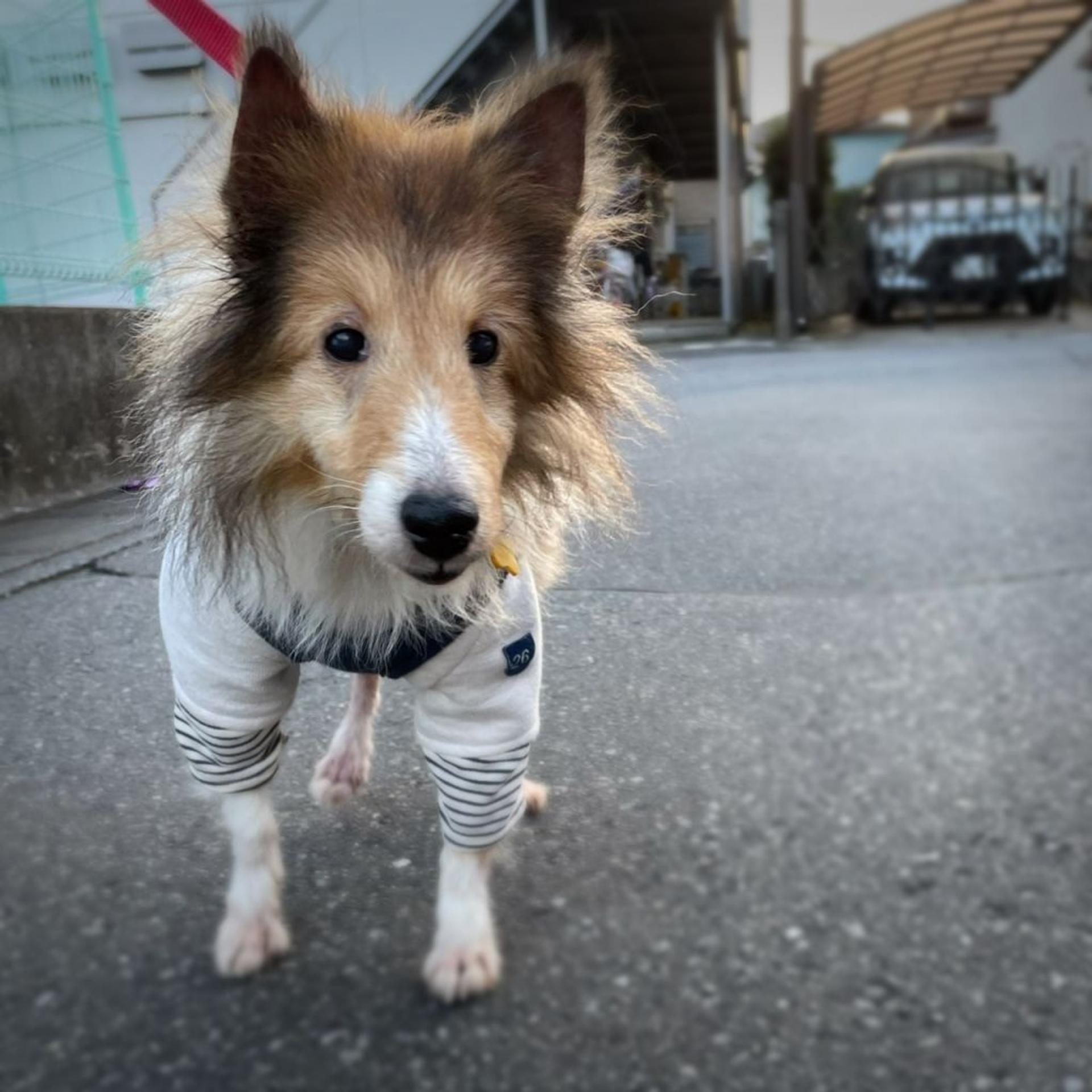pet-image-5