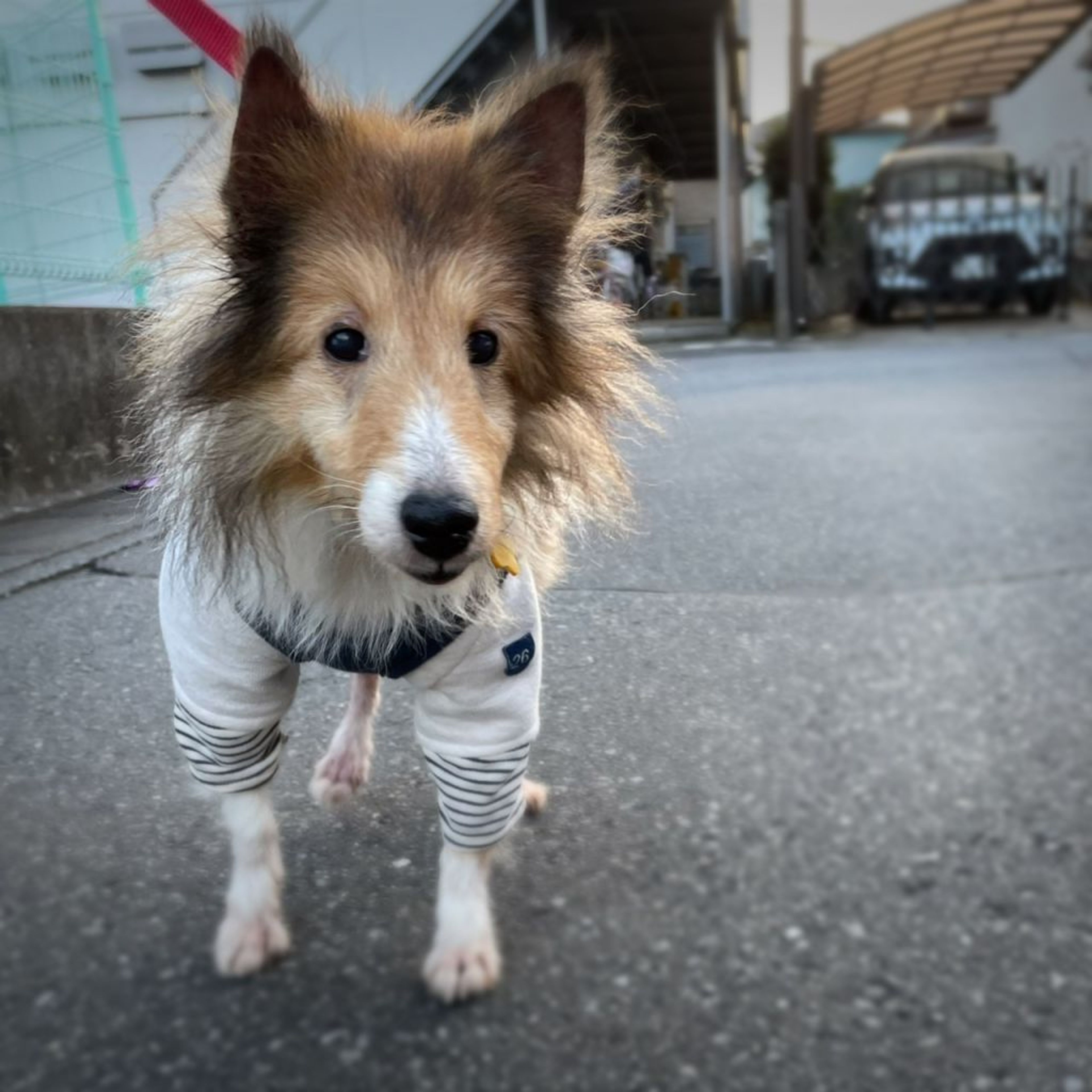 pet-image-5
