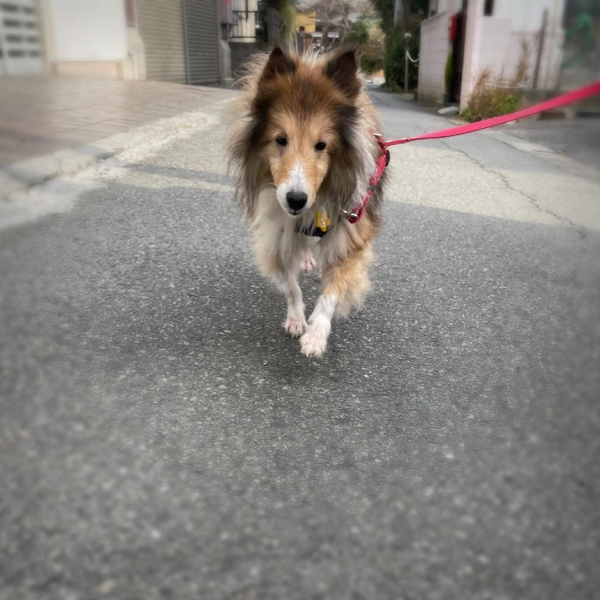 pet-image-6