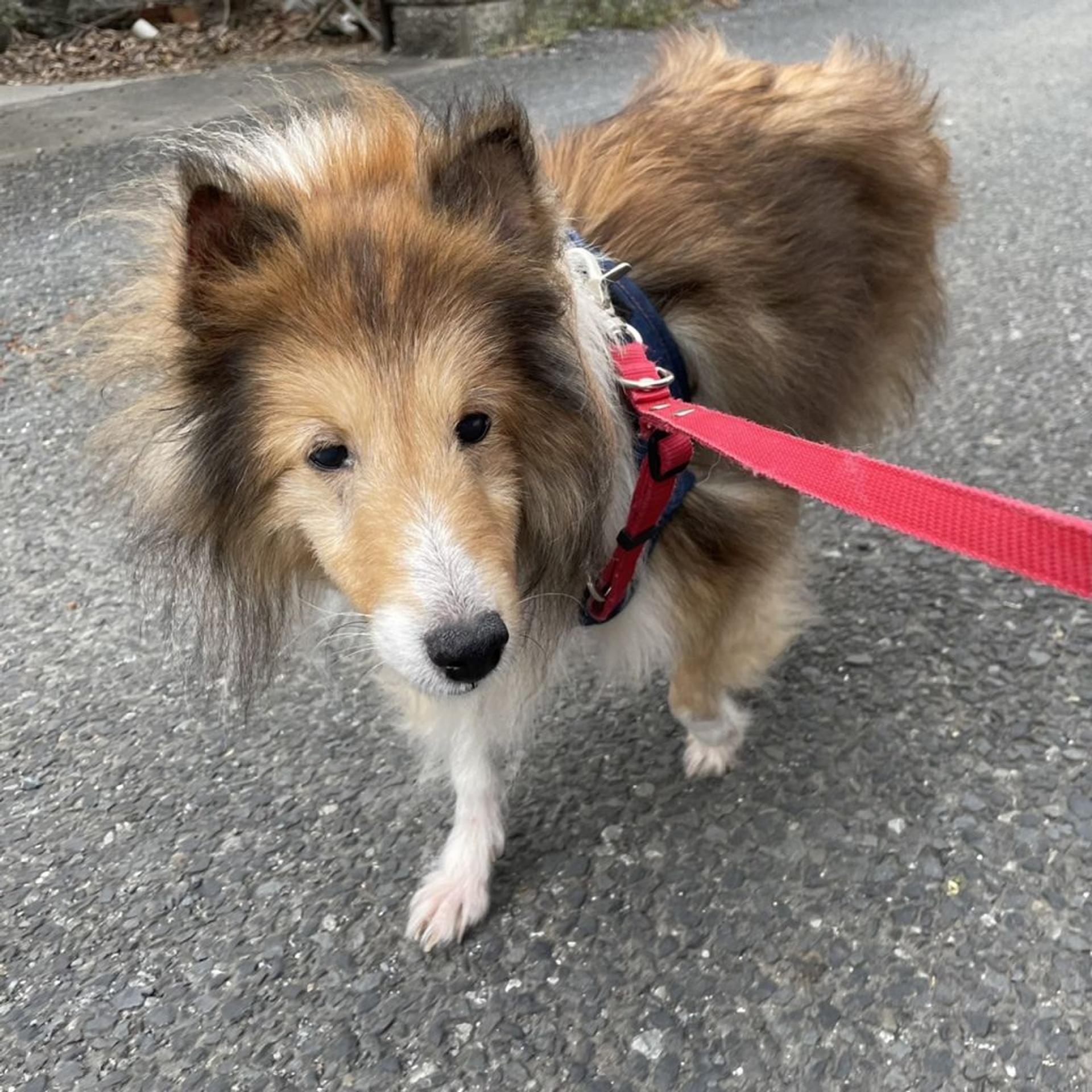 pet-image-7