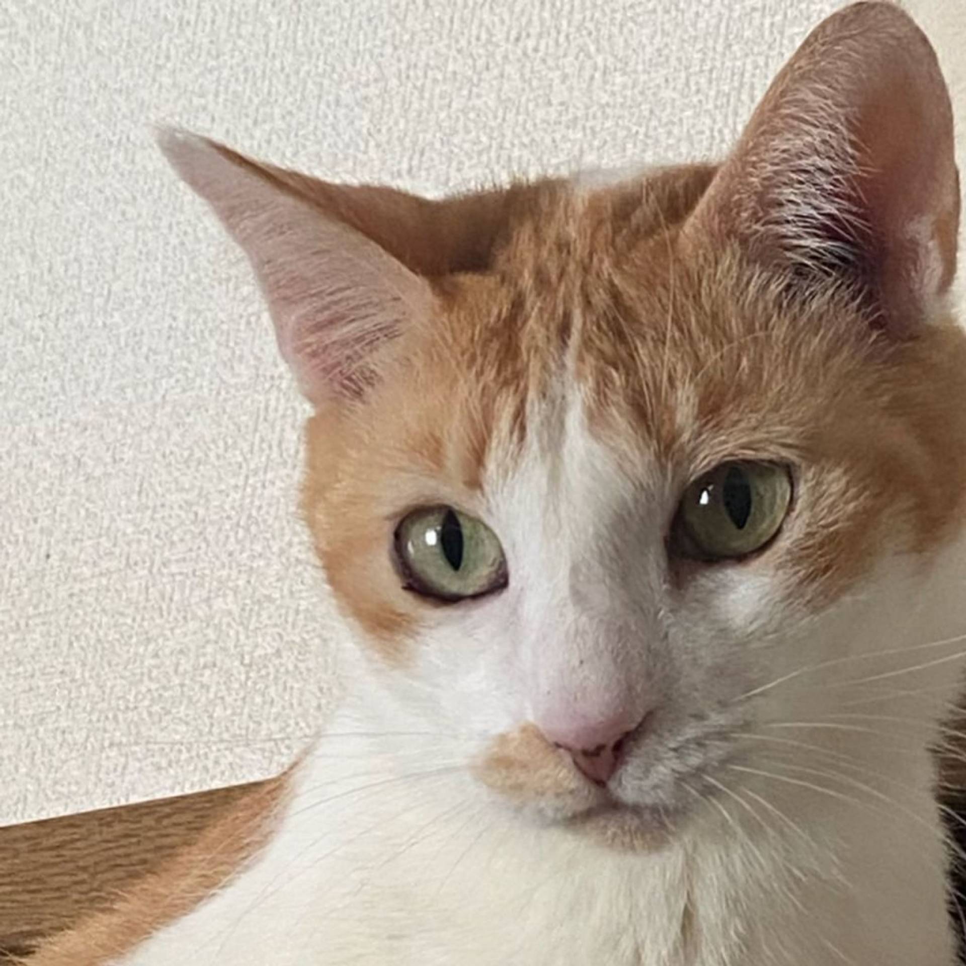 雑種（ミックス猫）・メスの里親募集の写真