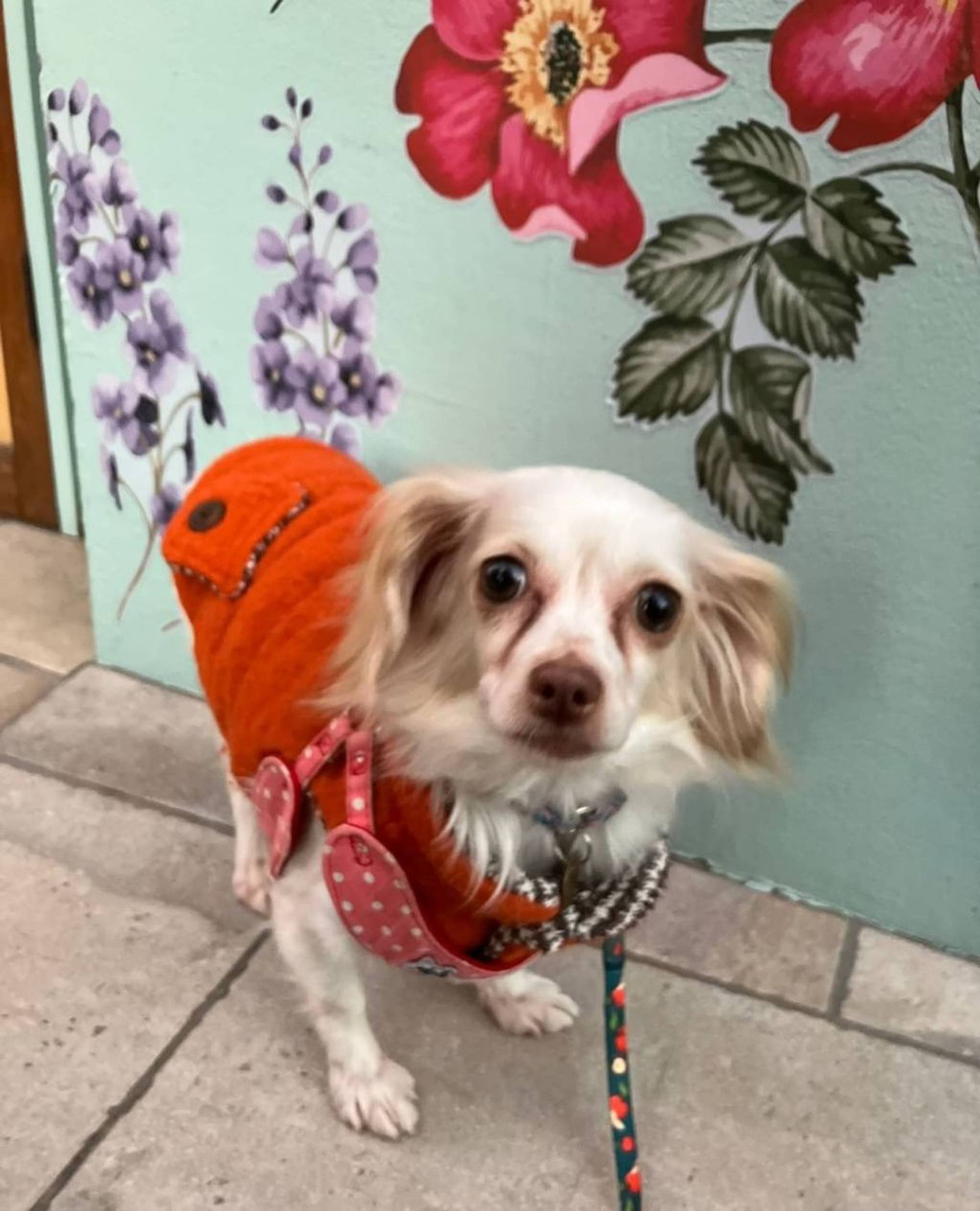 雑種（ミックス犬）・メスの里親募集の写真