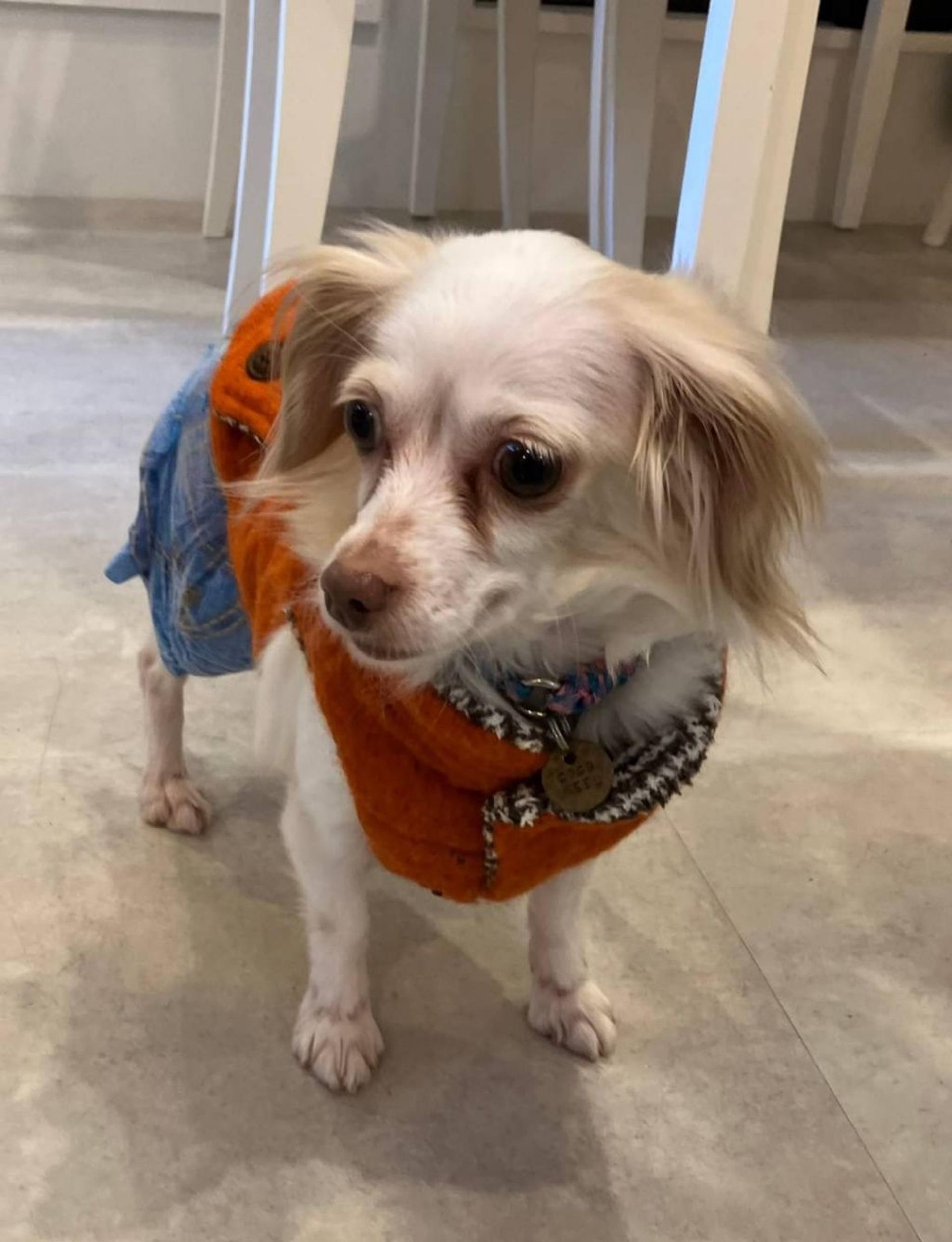 pet-image-2