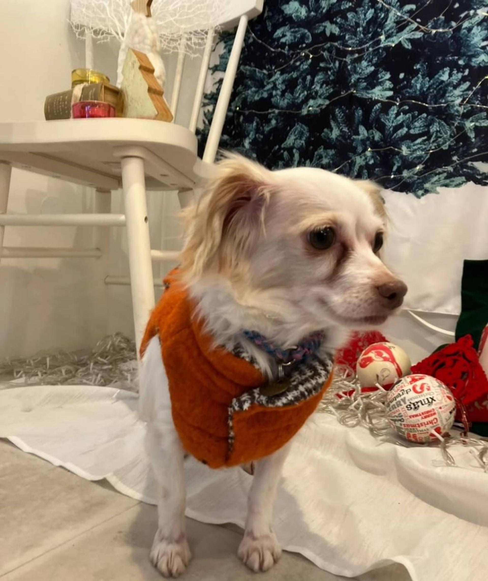 pet-image-4