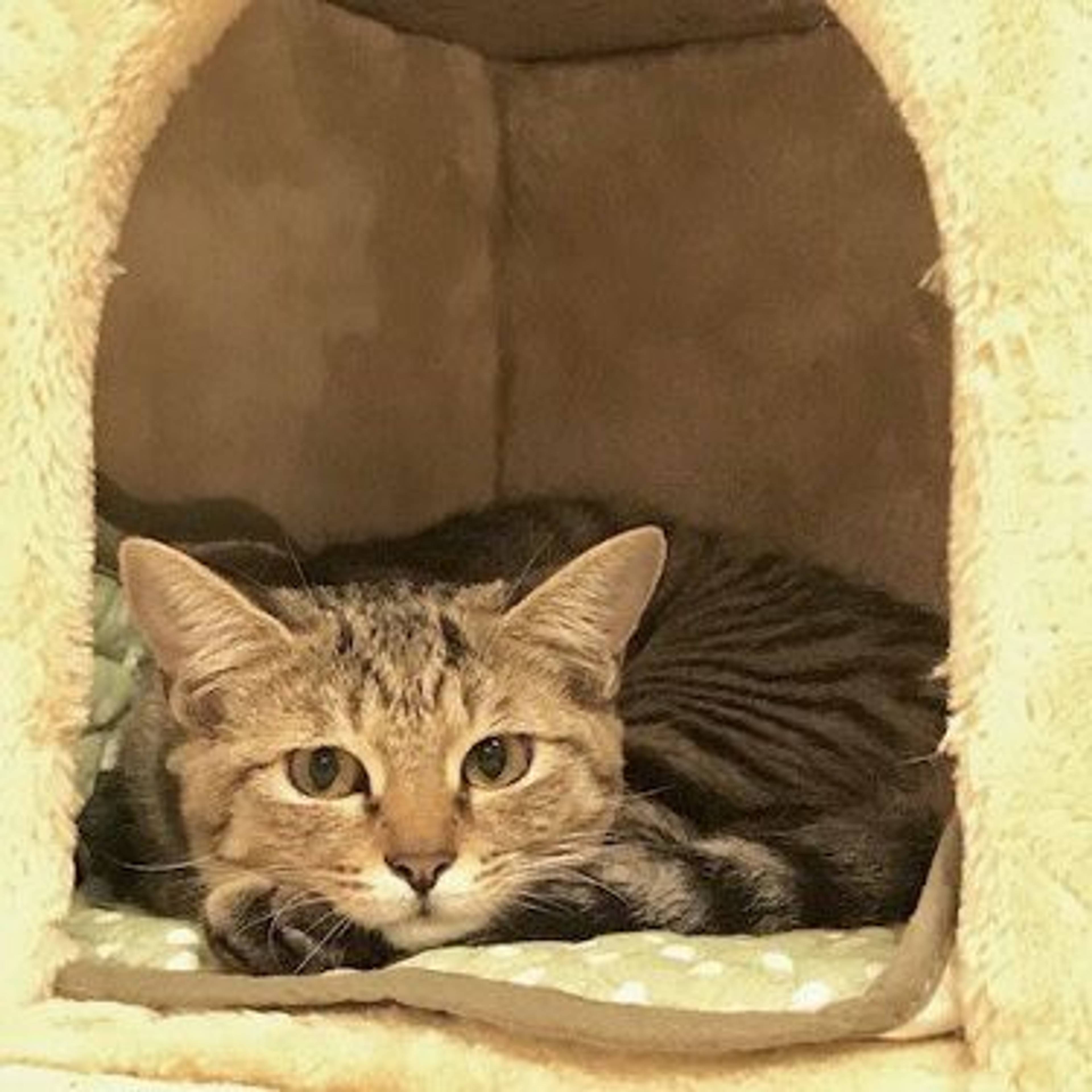 雑種（ミックス猫）・メスの里親募集の写真