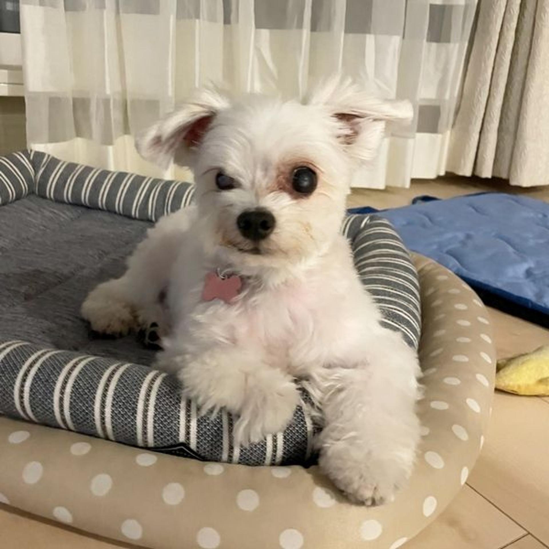 pet-image-2