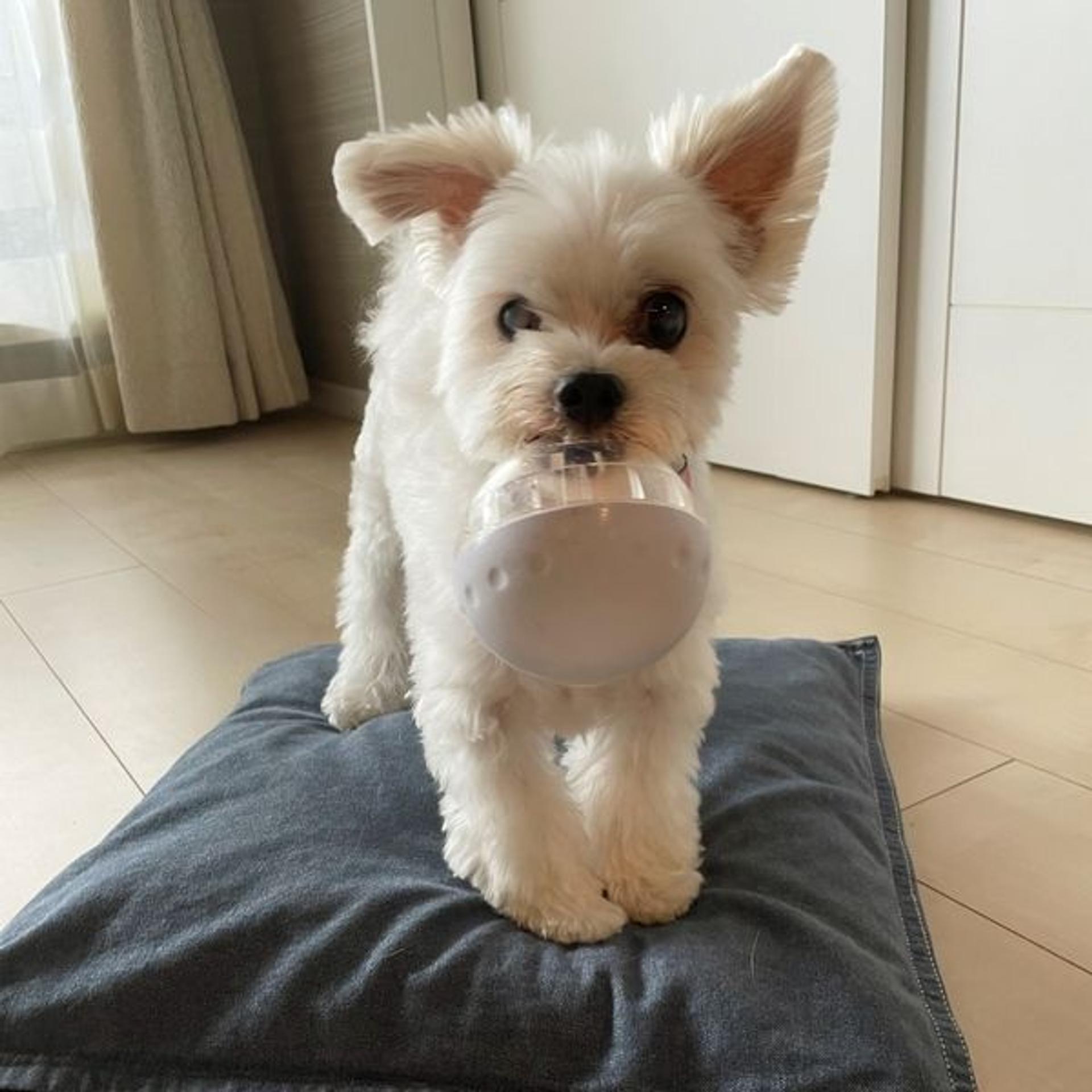 pet-image-3