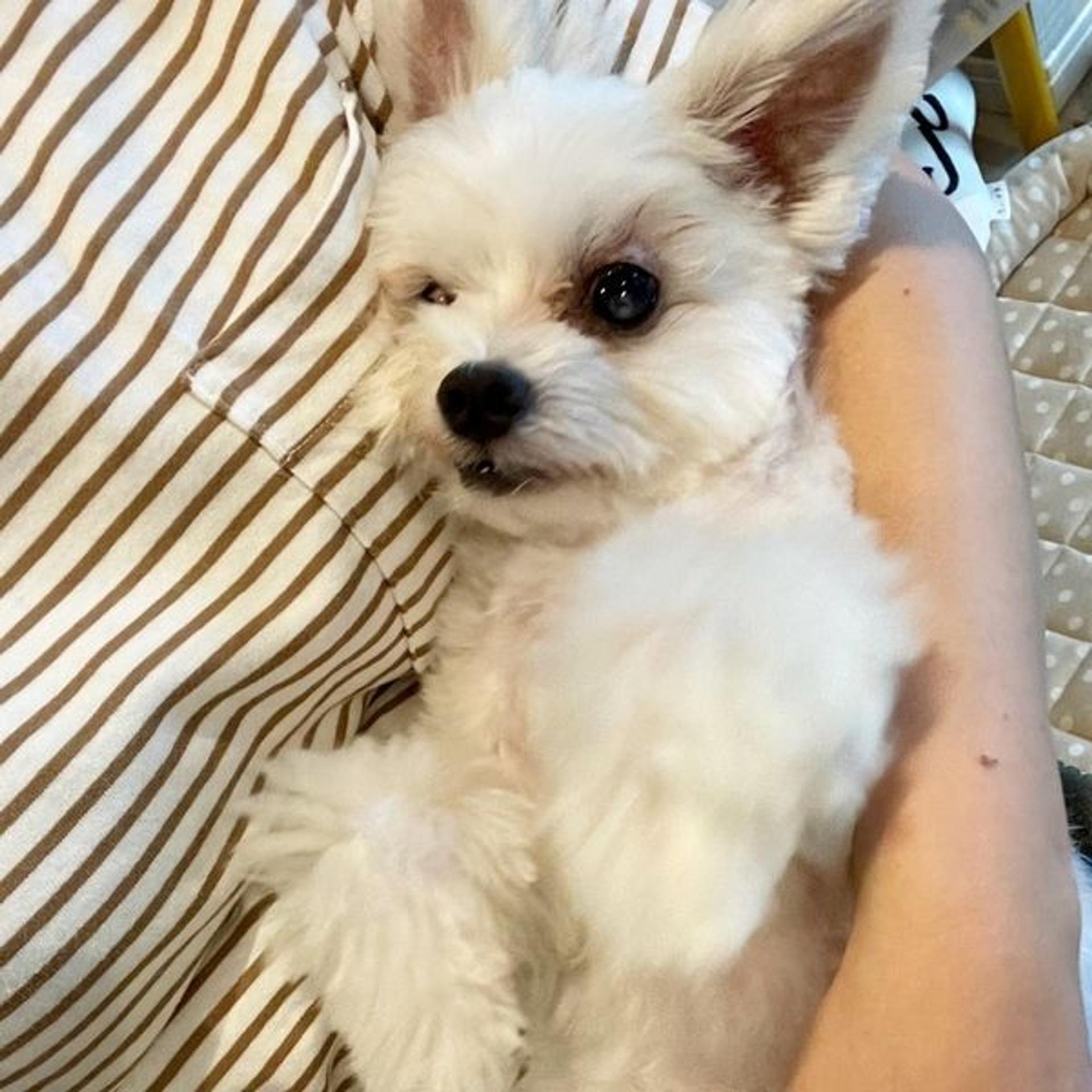 pet-image-5
