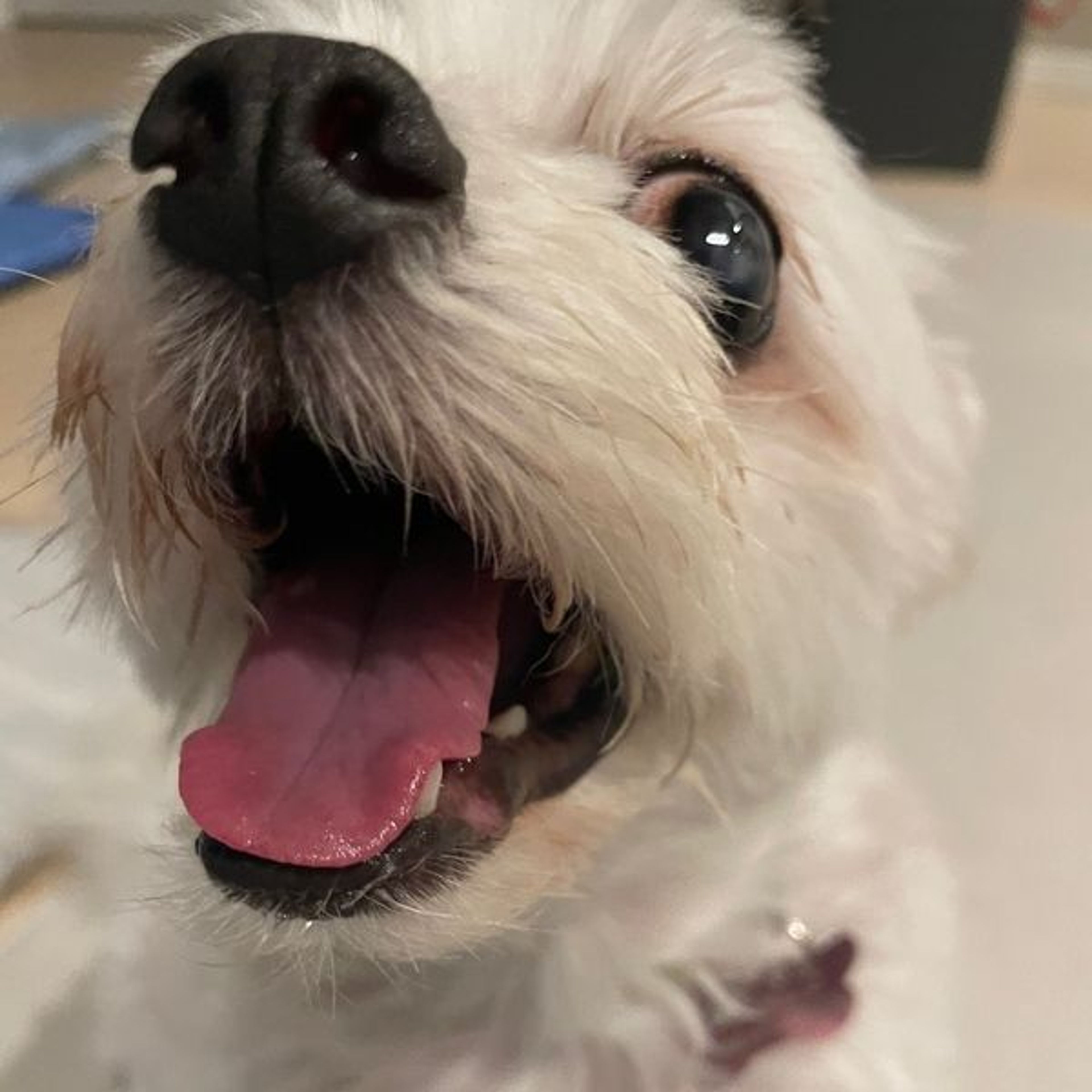 pet-image-6
