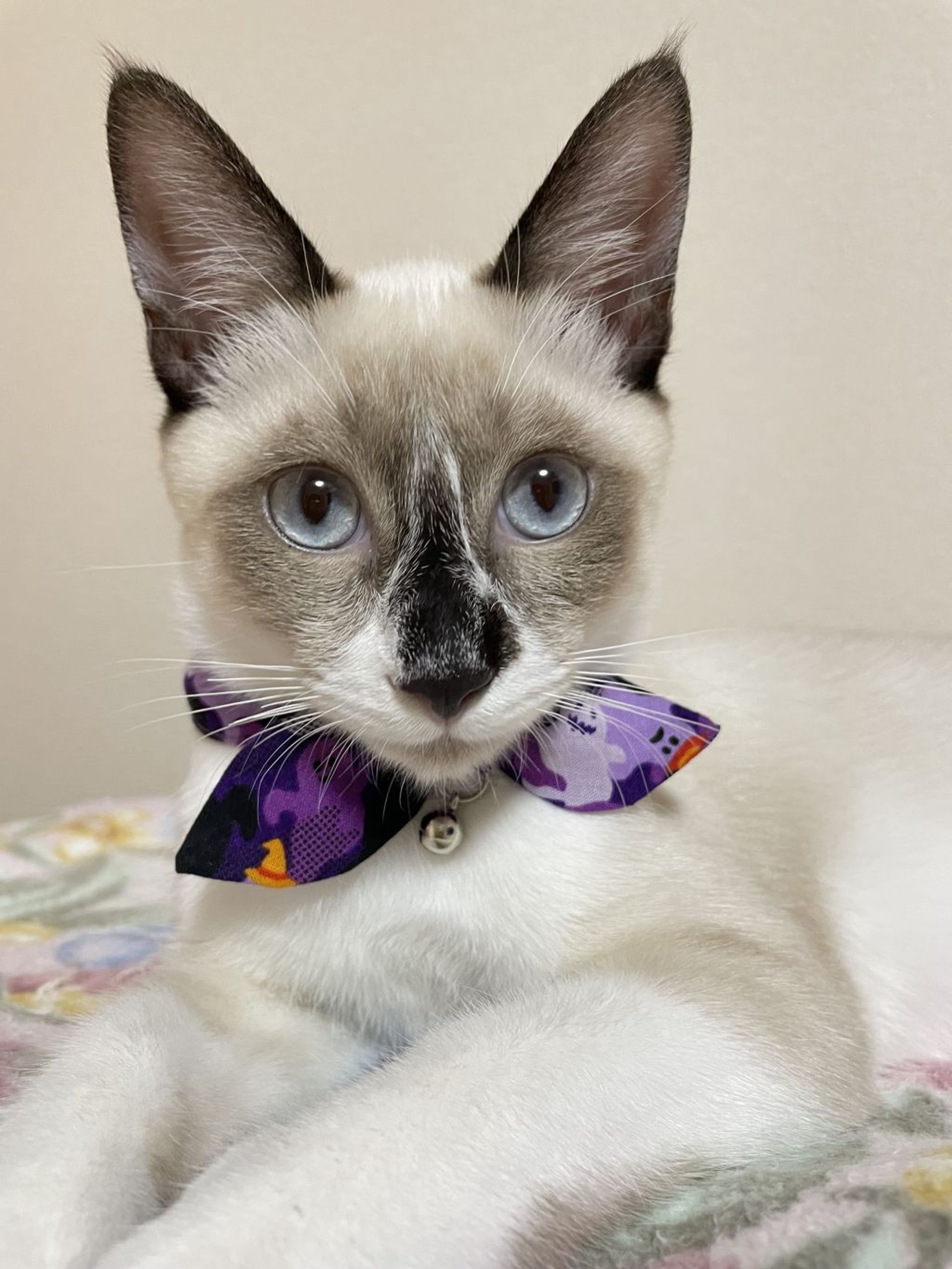 雑種（ミックス猫）・オスの里親募集の写真