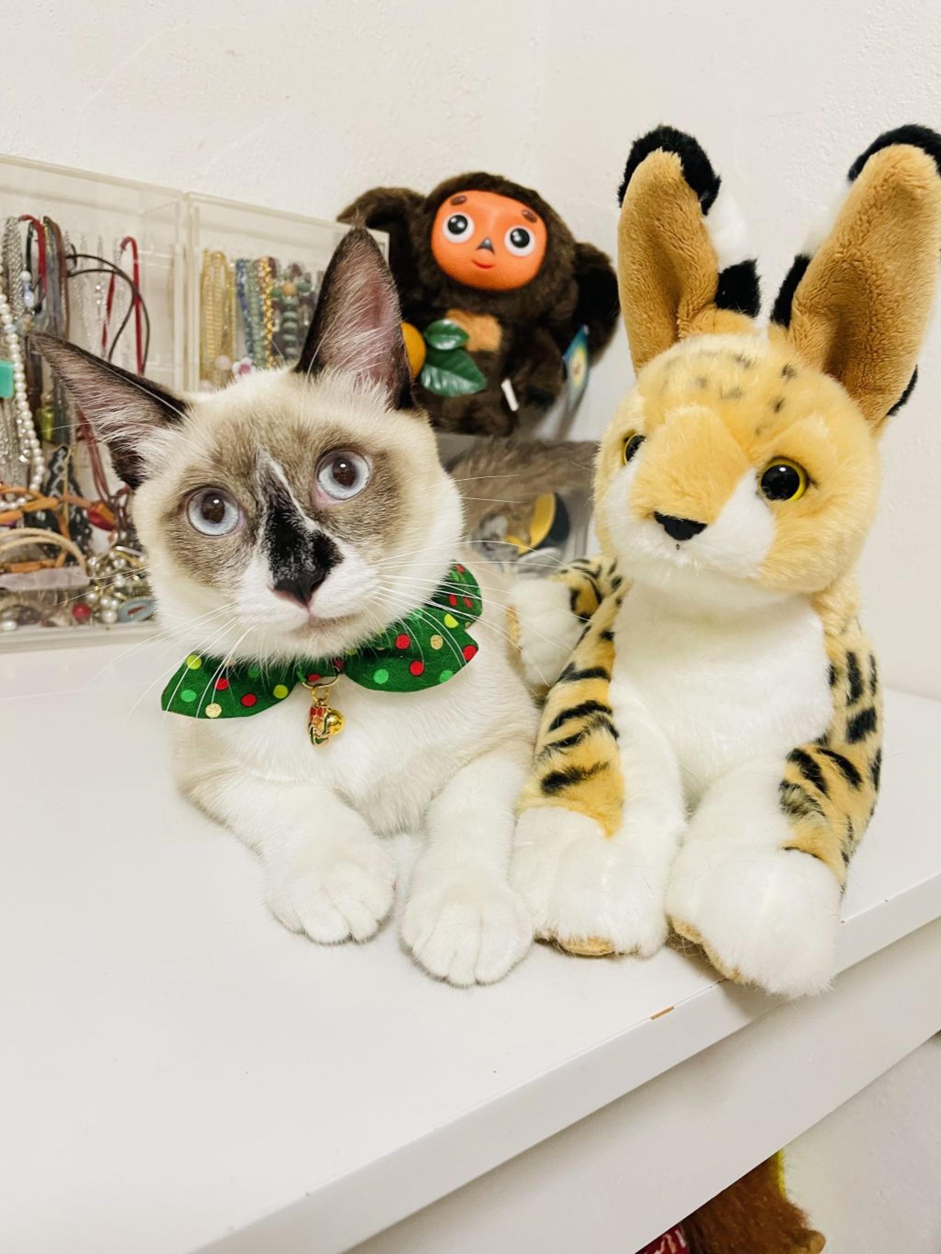 pet-image-3