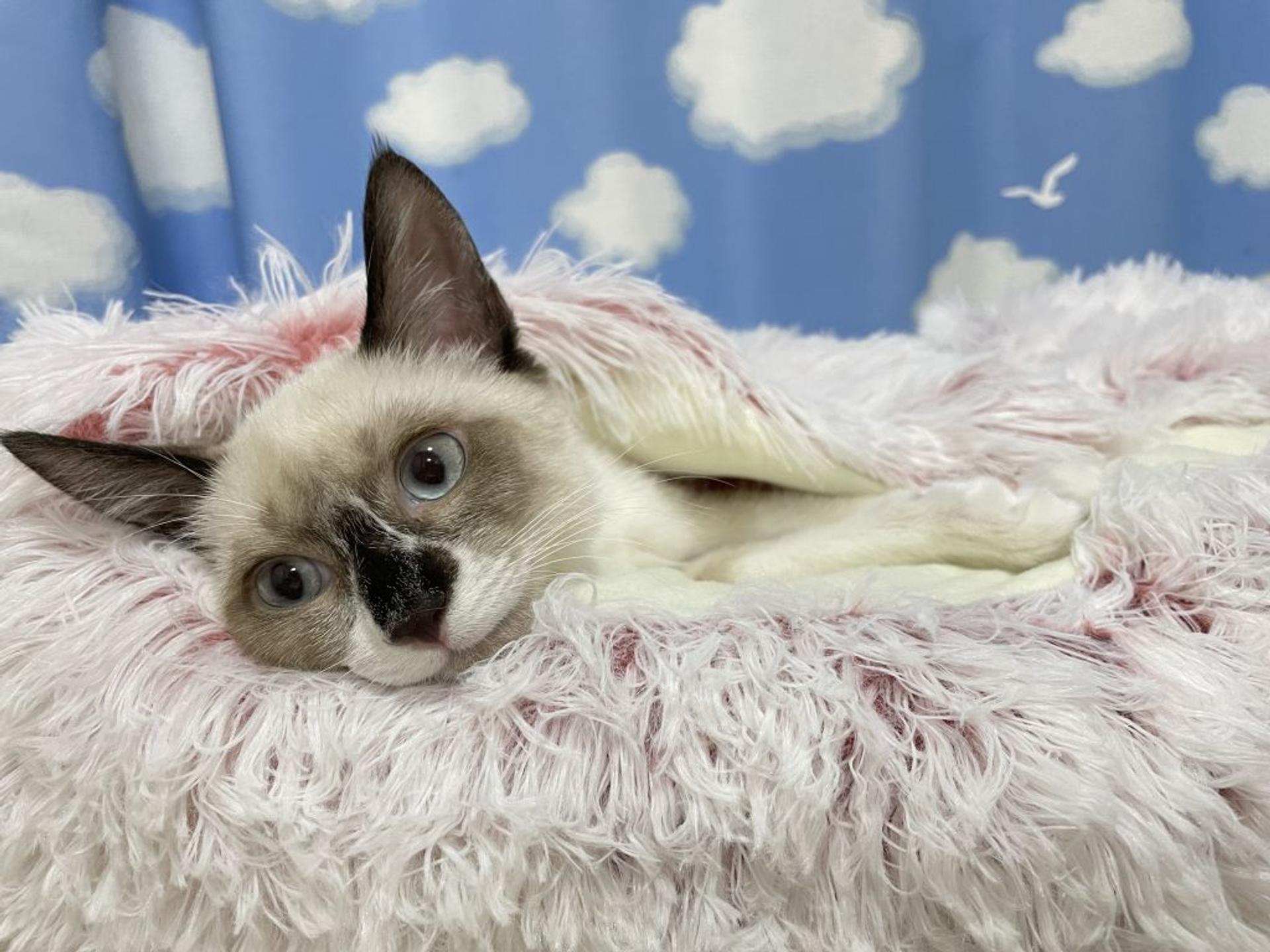 pet-image-4