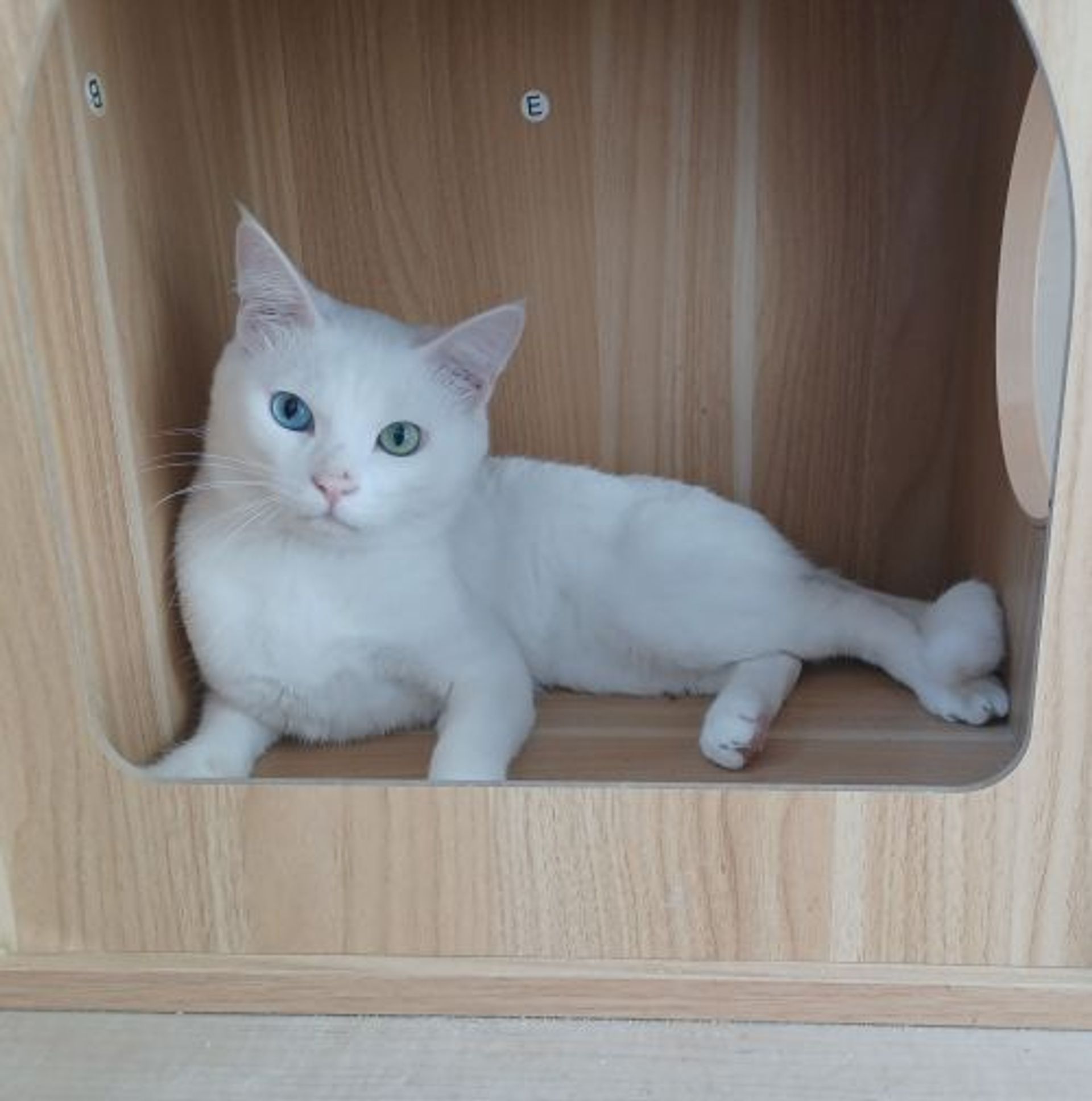 雑種（ミックス猫）・オスの里親募集の写真