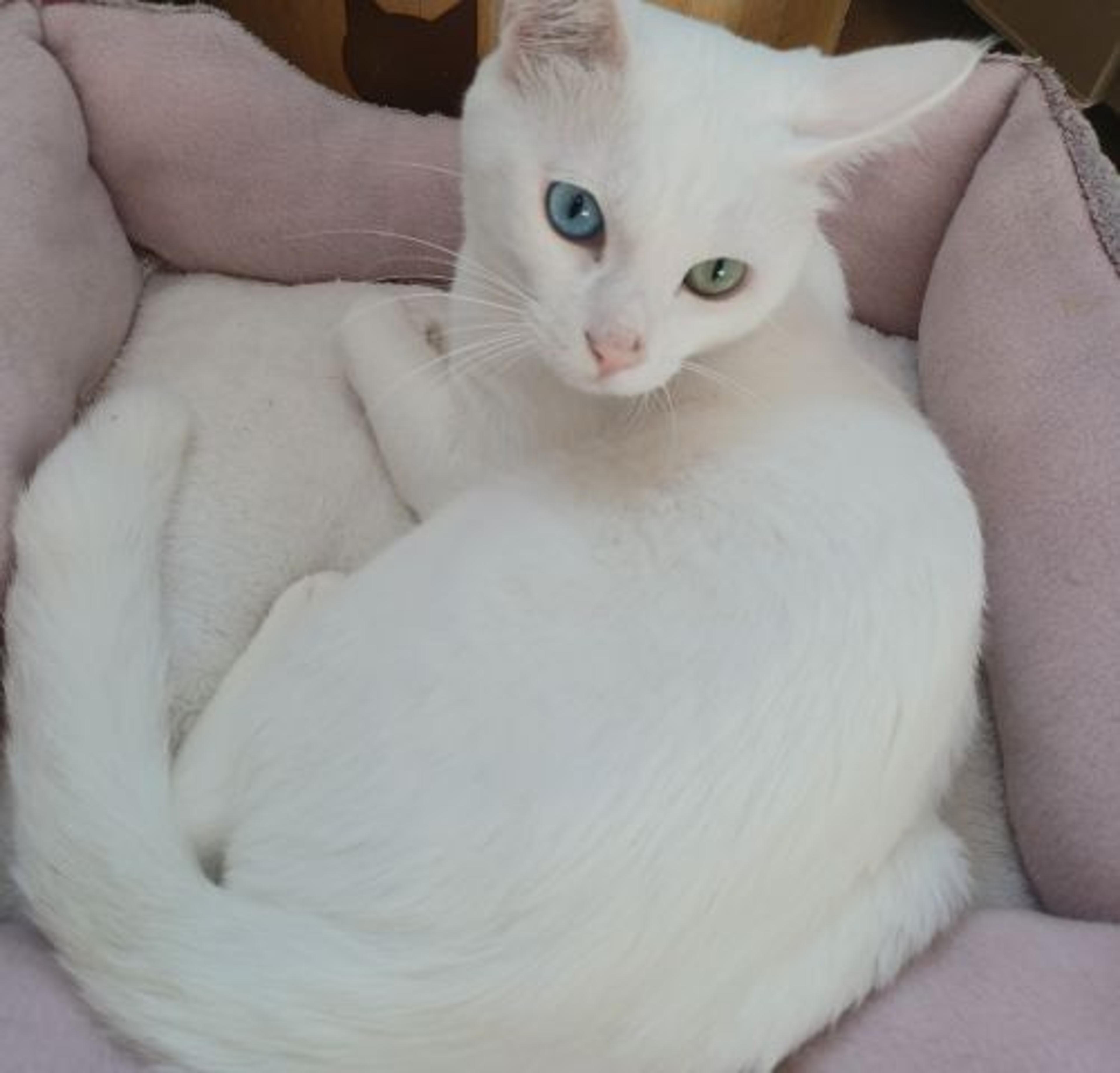 pet-image-2