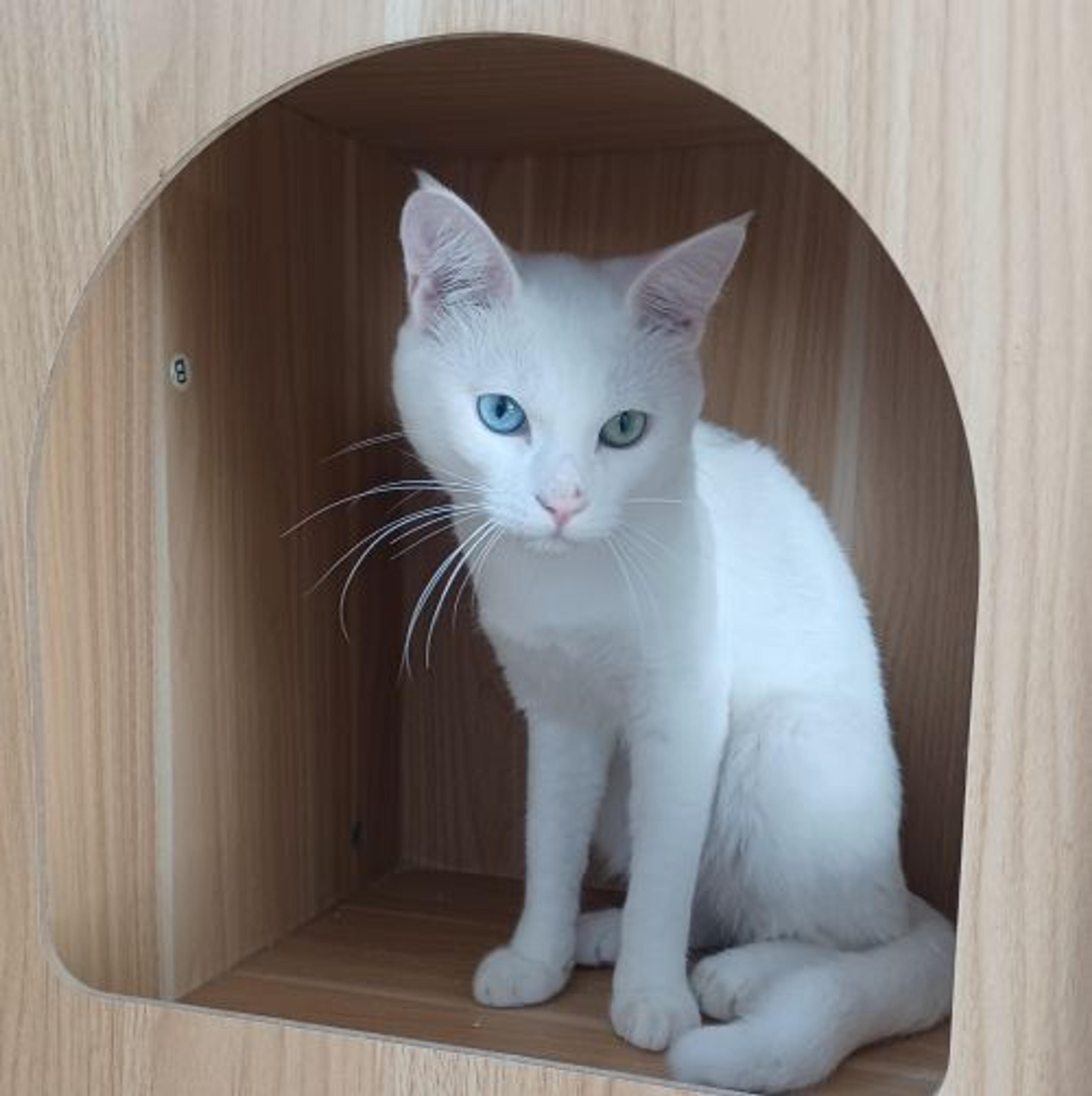 pet-image-3