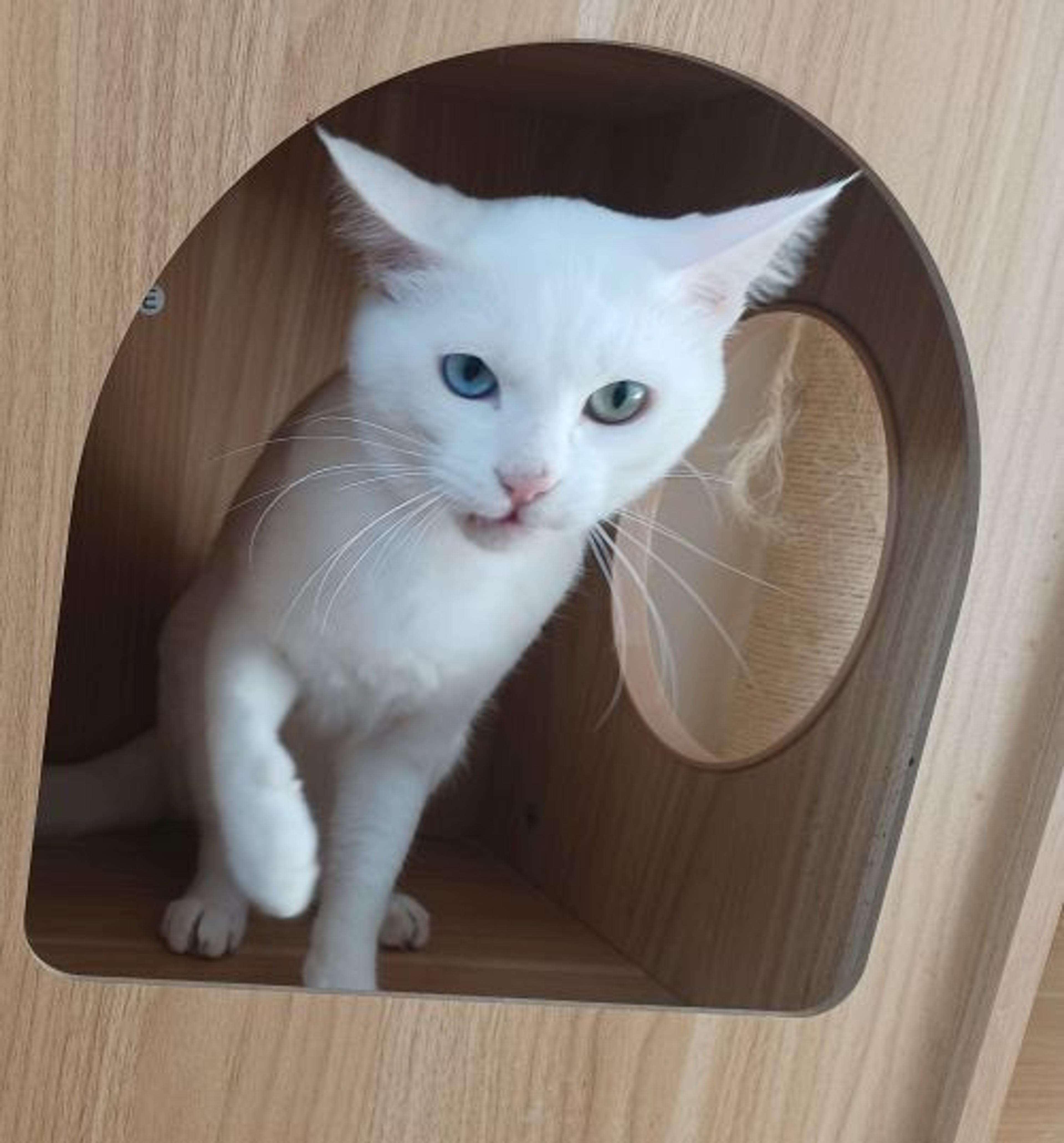 pet-image-4