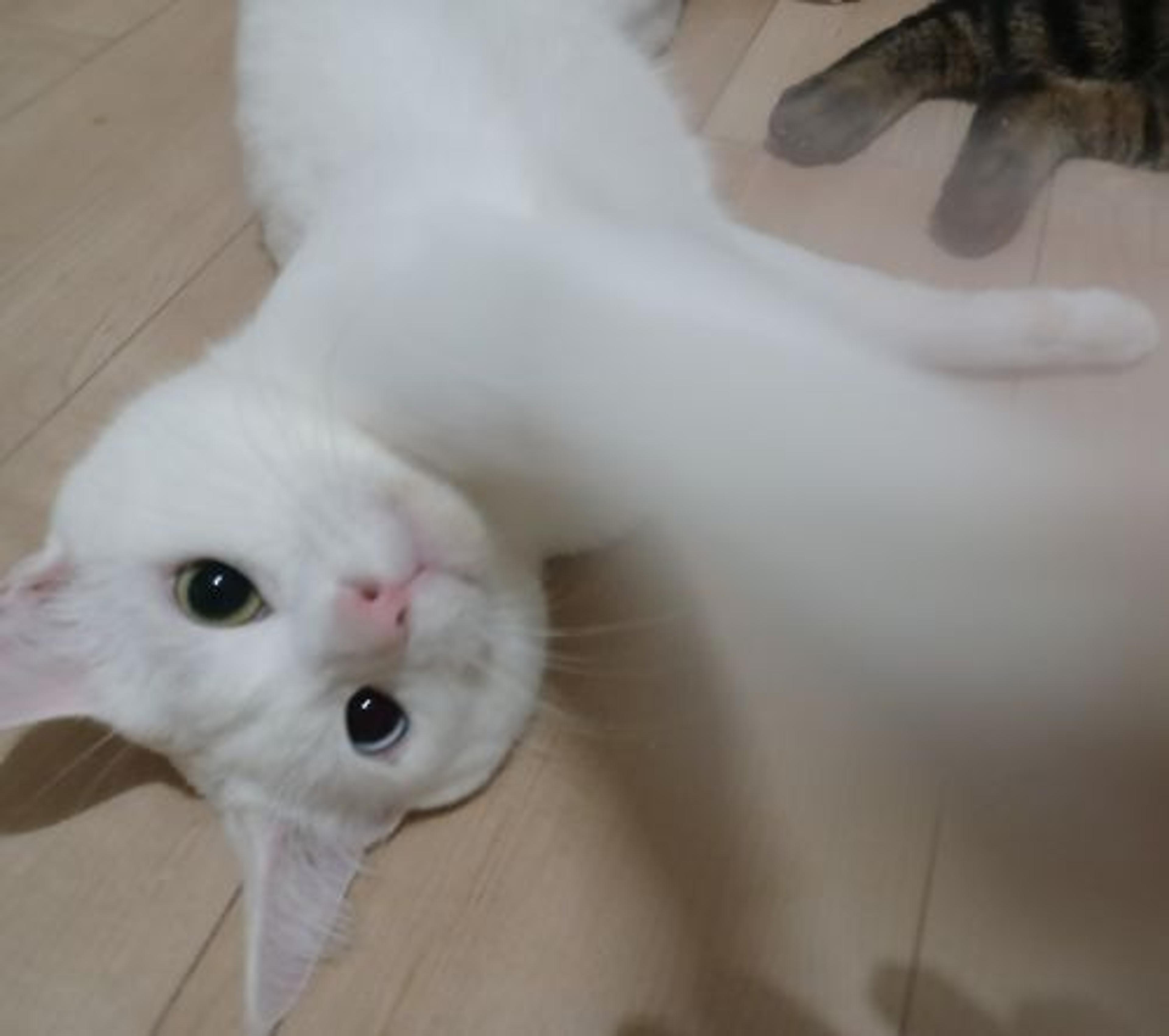 pet-image-5