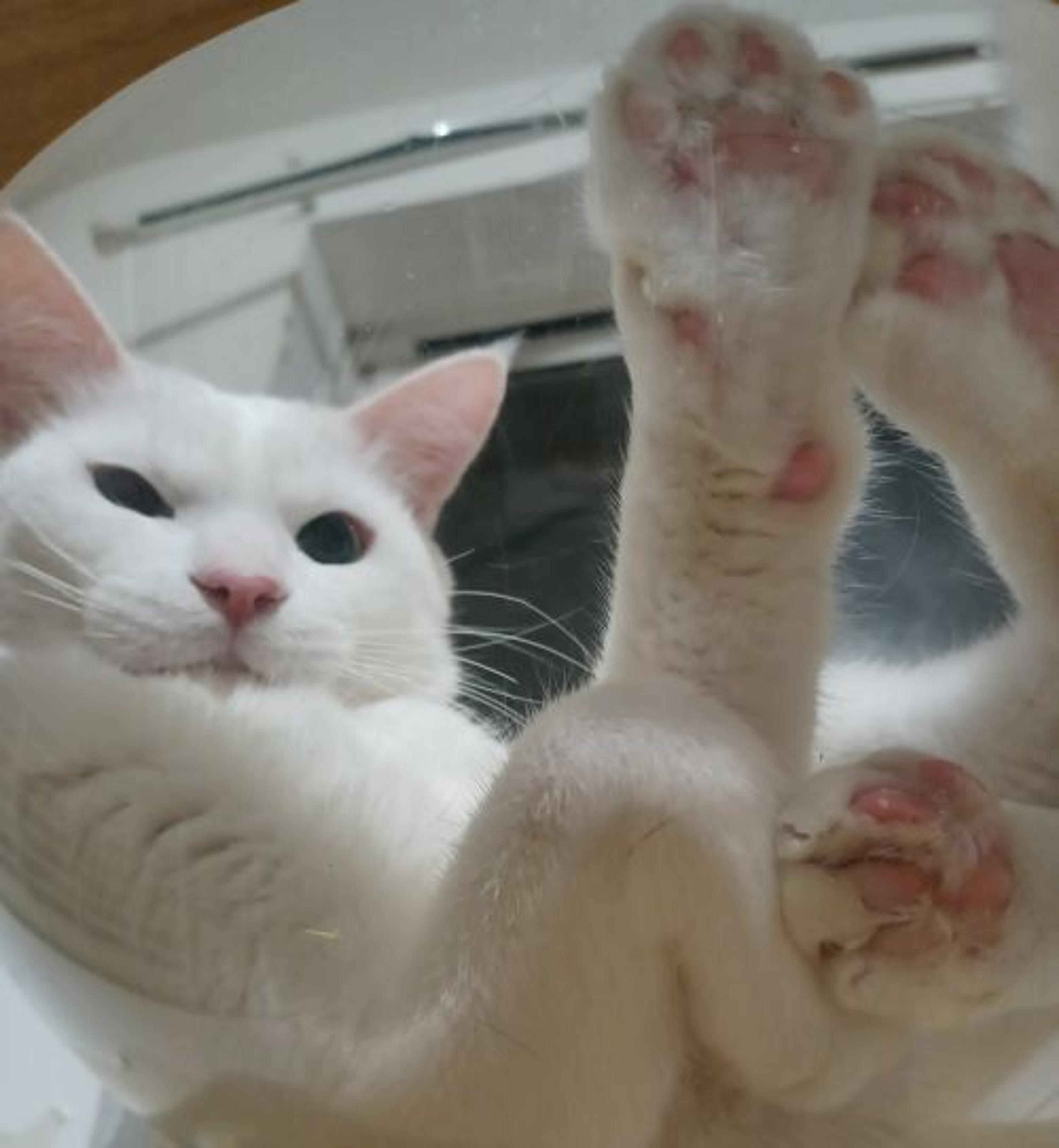pet-image-6