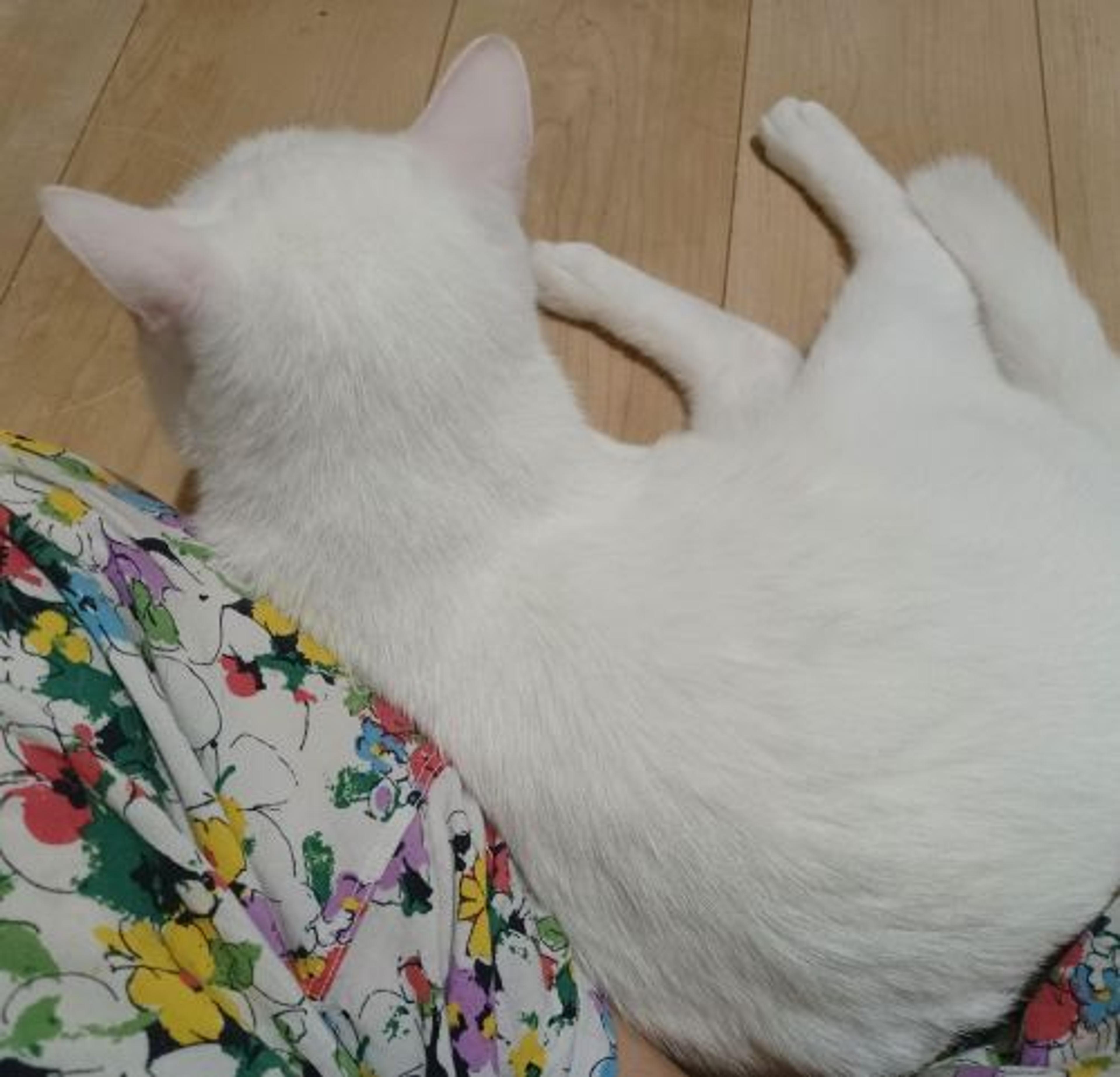 pet-image-7