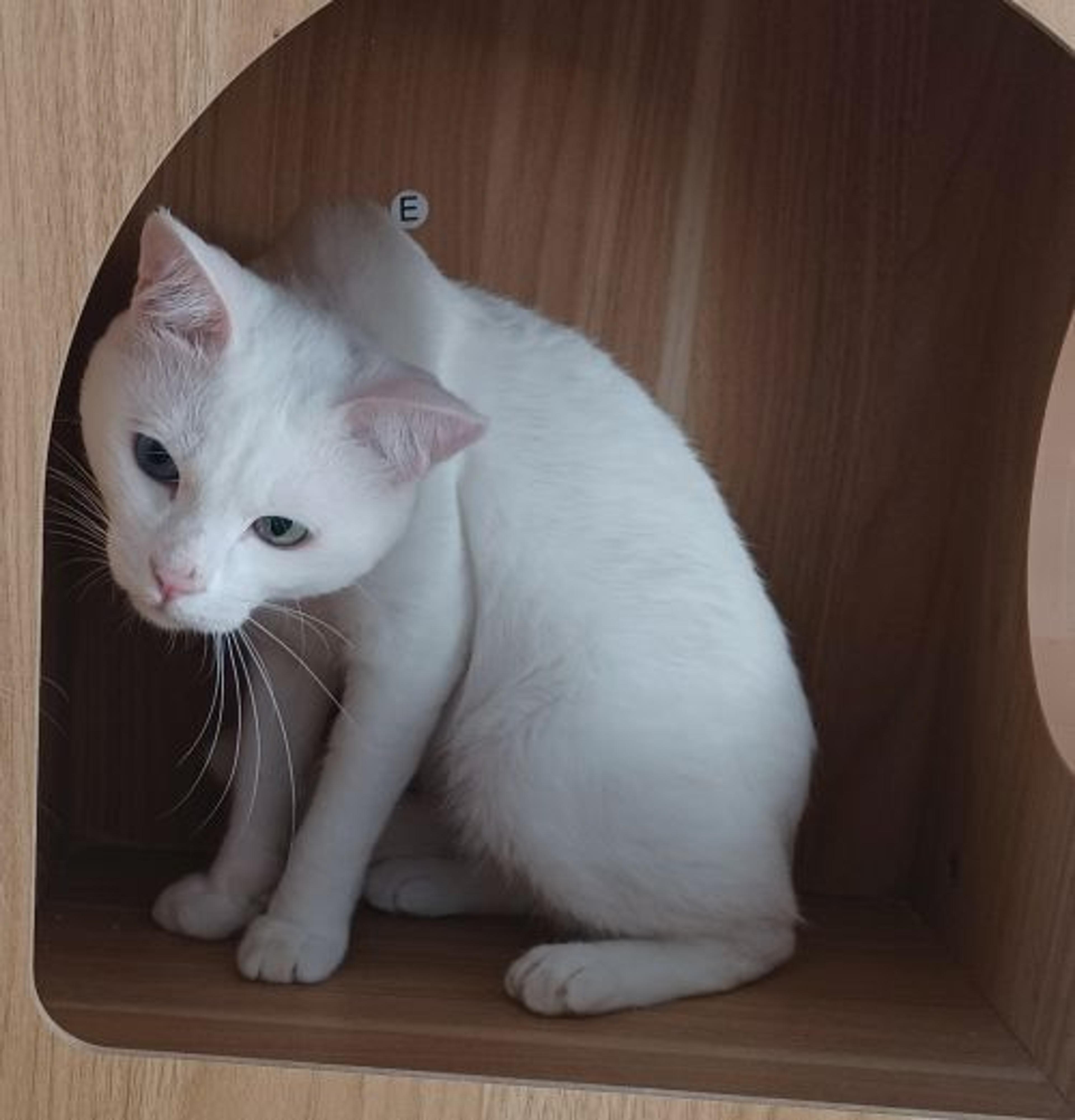 pet-image-8