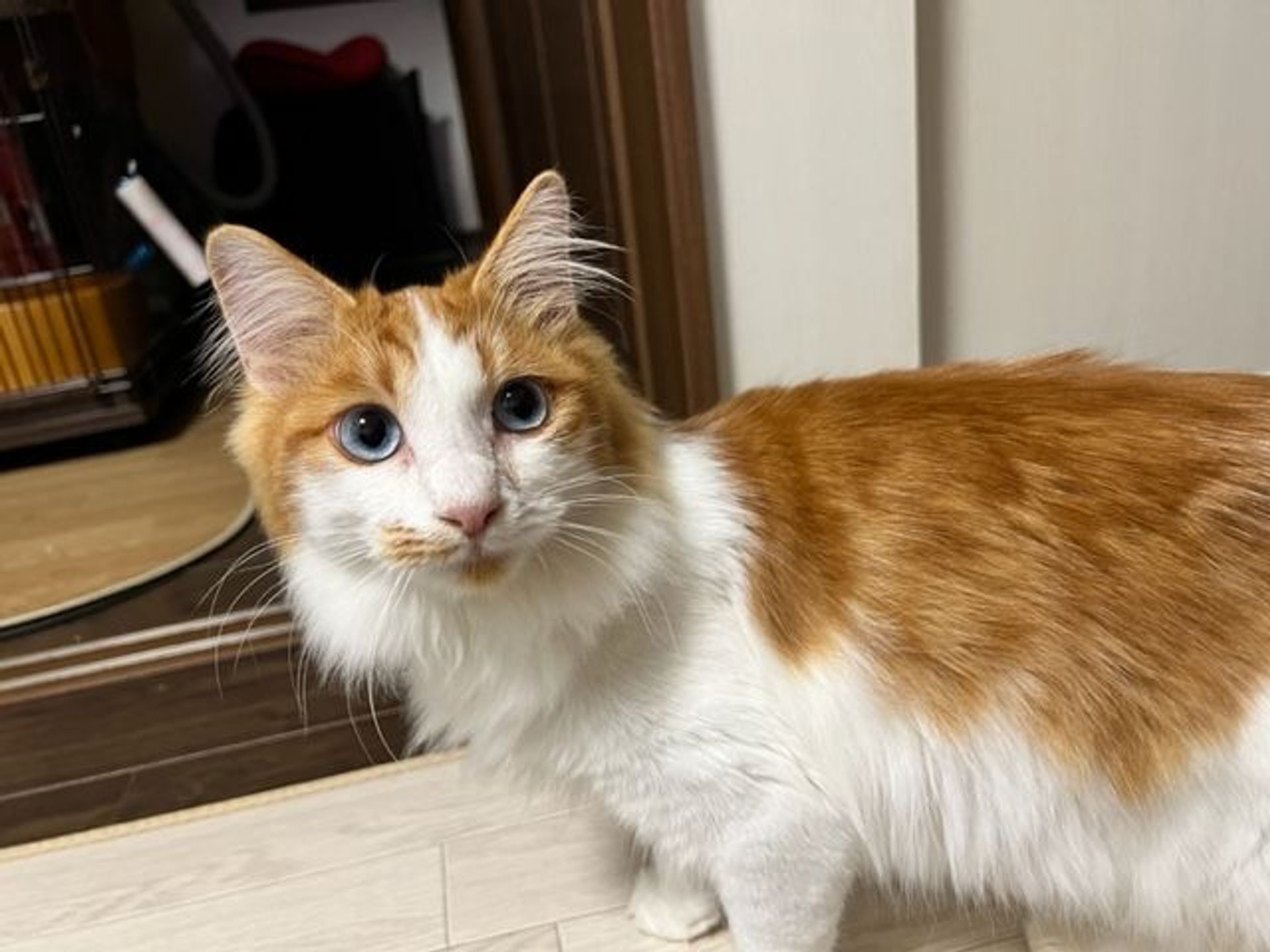 雑種（ミックス猫）・オスの里親募集の写真