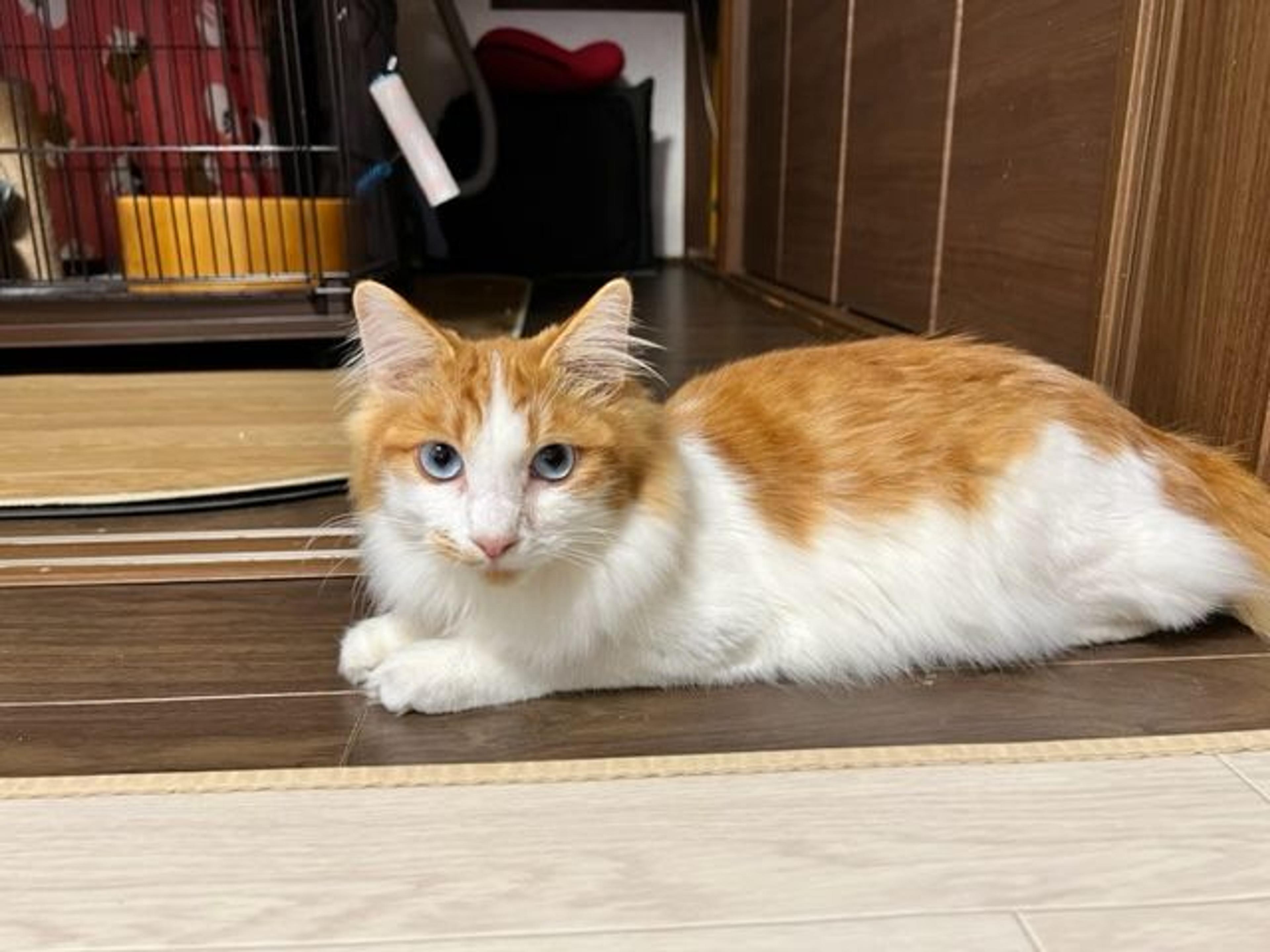 pet-image-2