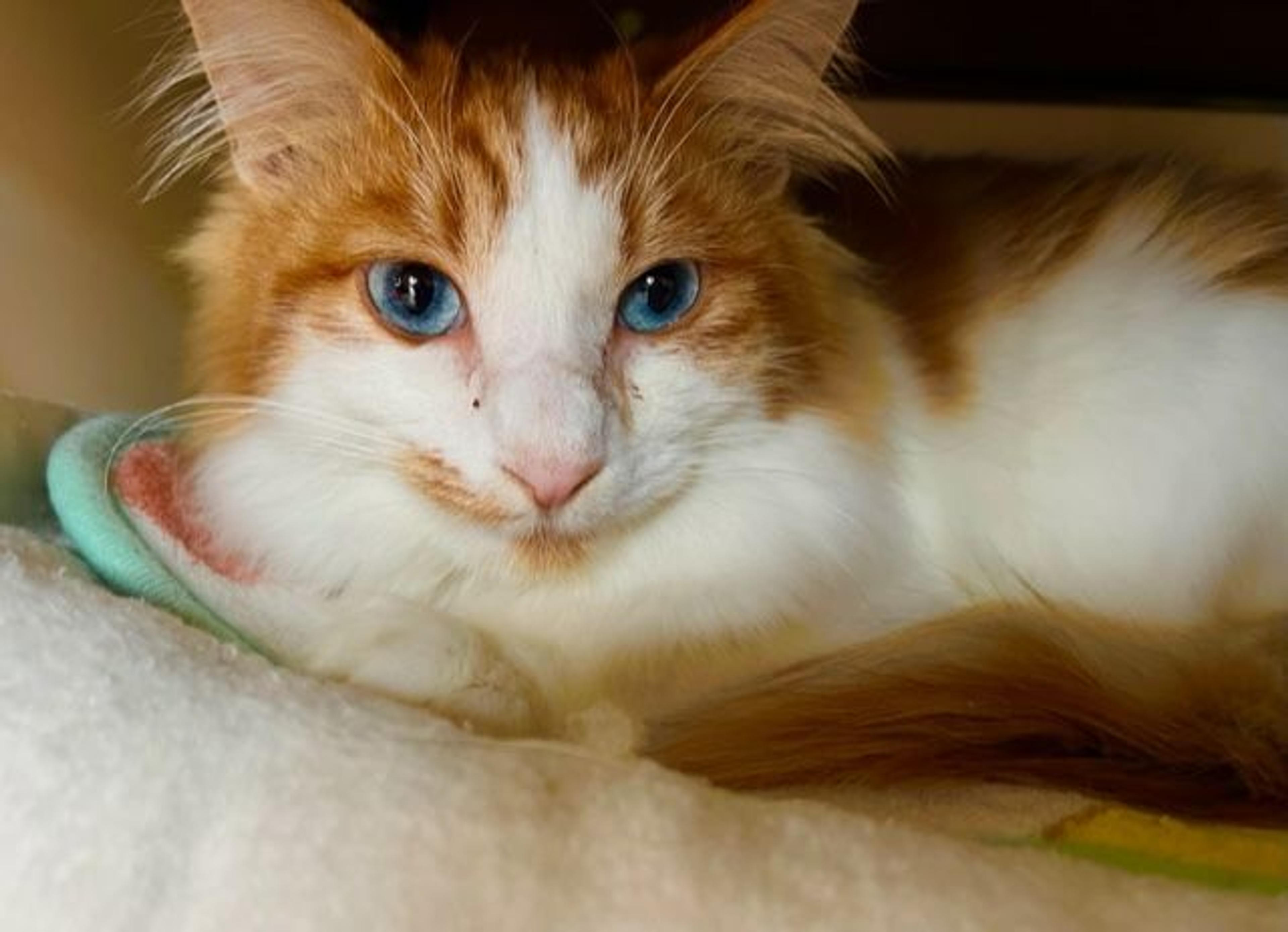 pet-image-3