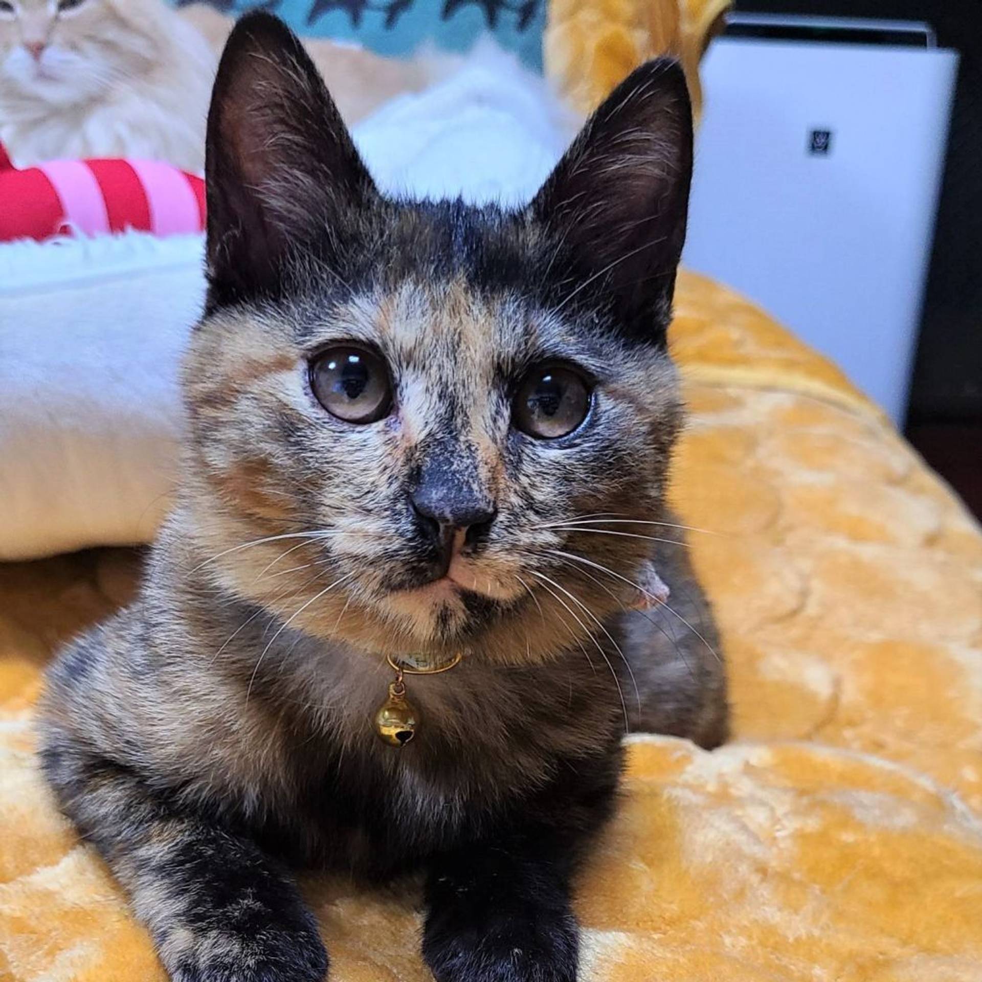 雑種（ミックス猫）・メスの里親募集の写真