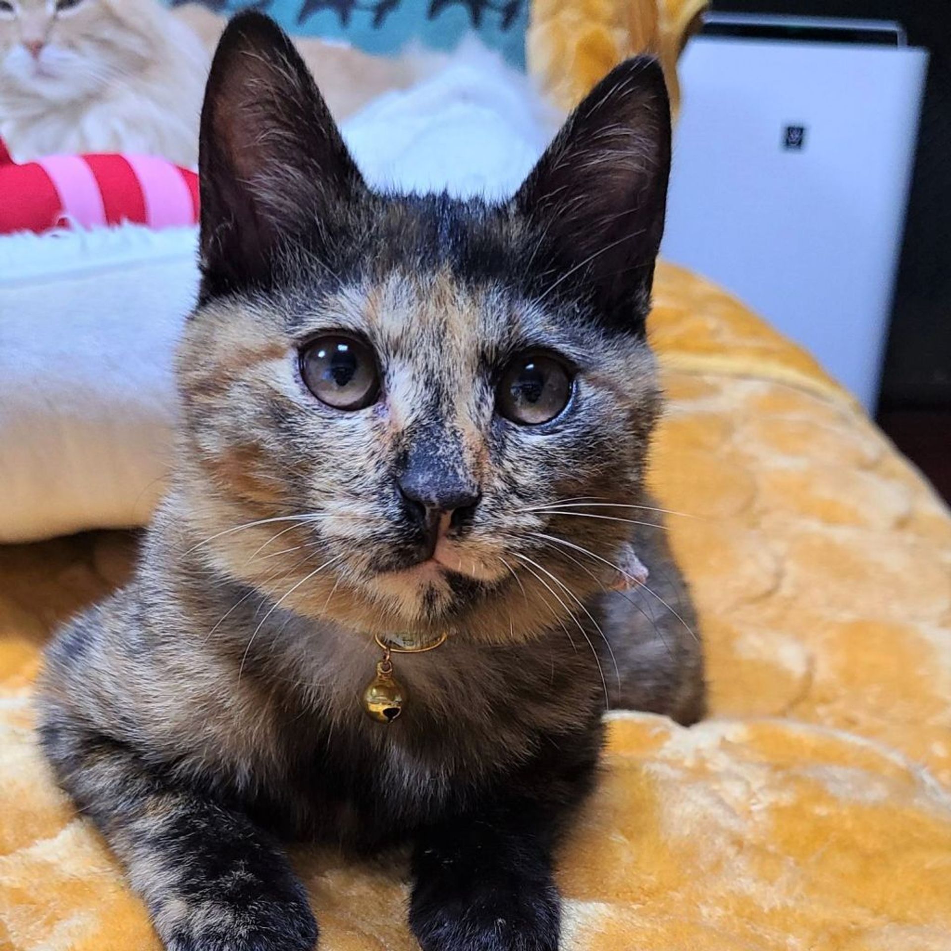 雑種（ミックス猫）・メスの里親募集の写真