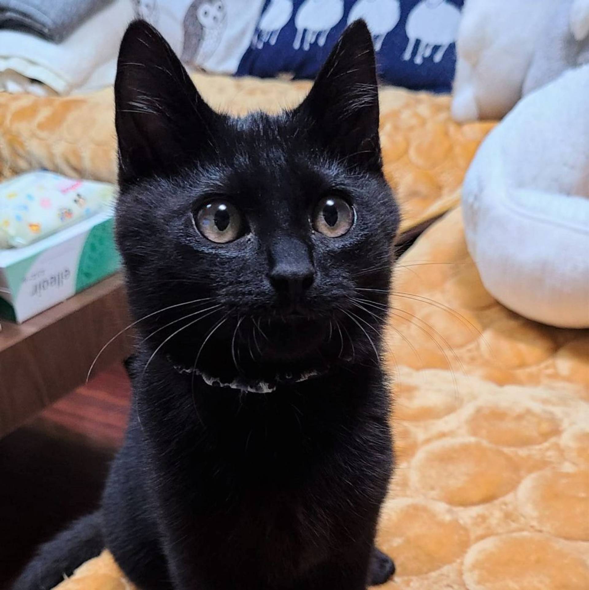 雑種（ミックス猫）・オスの里親募集の写真