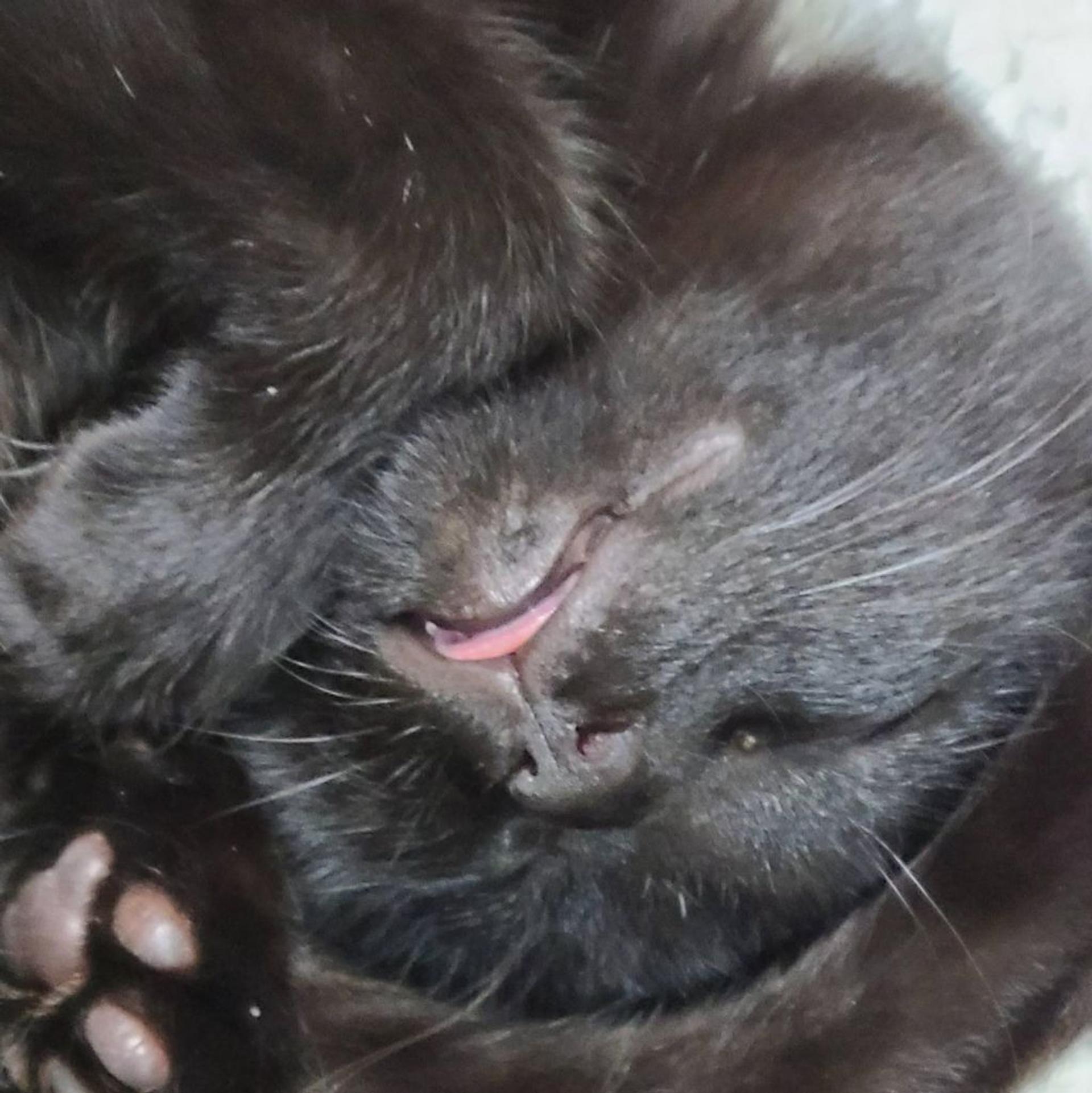 pet-image-8