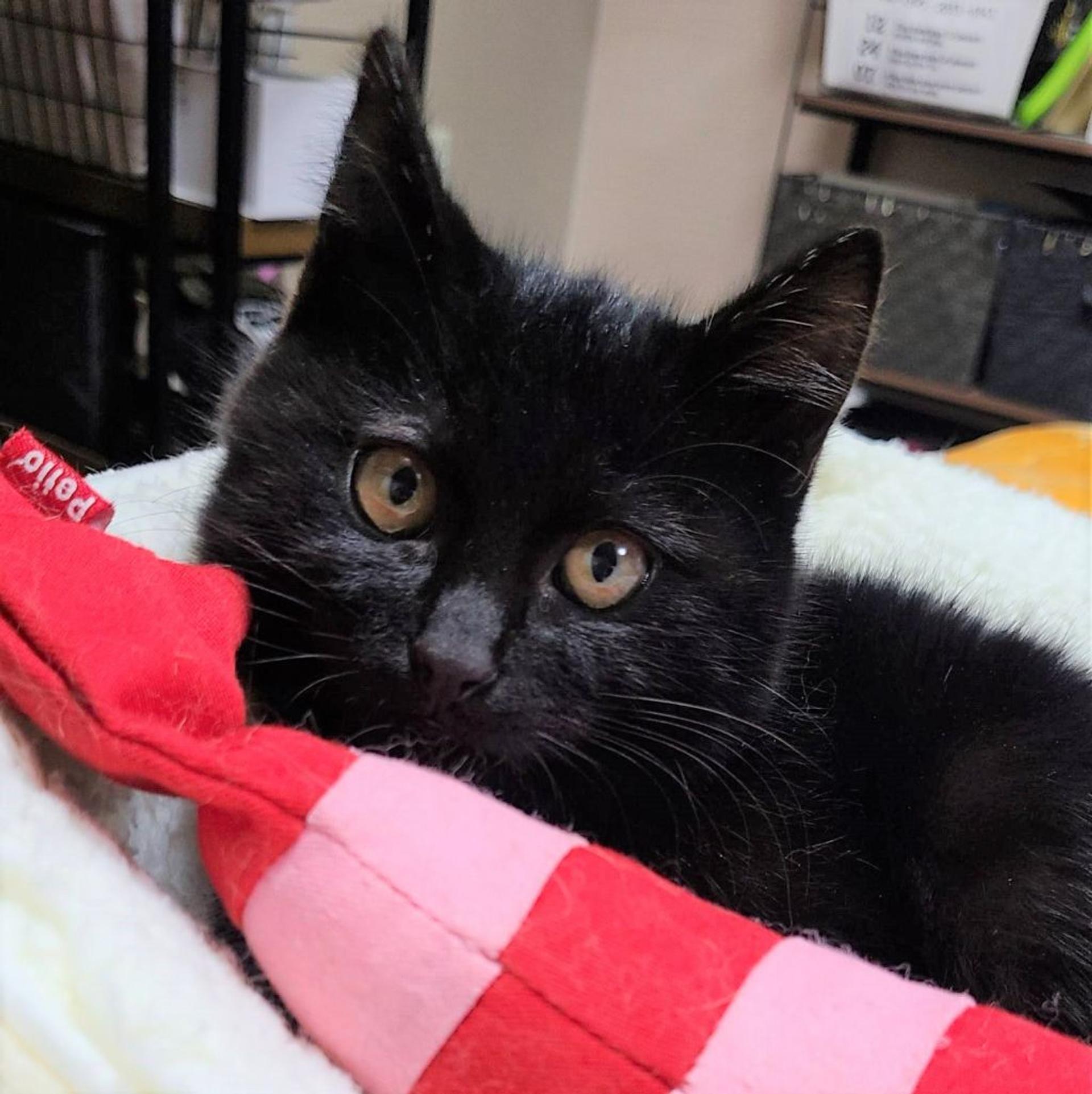 pet-image-9
