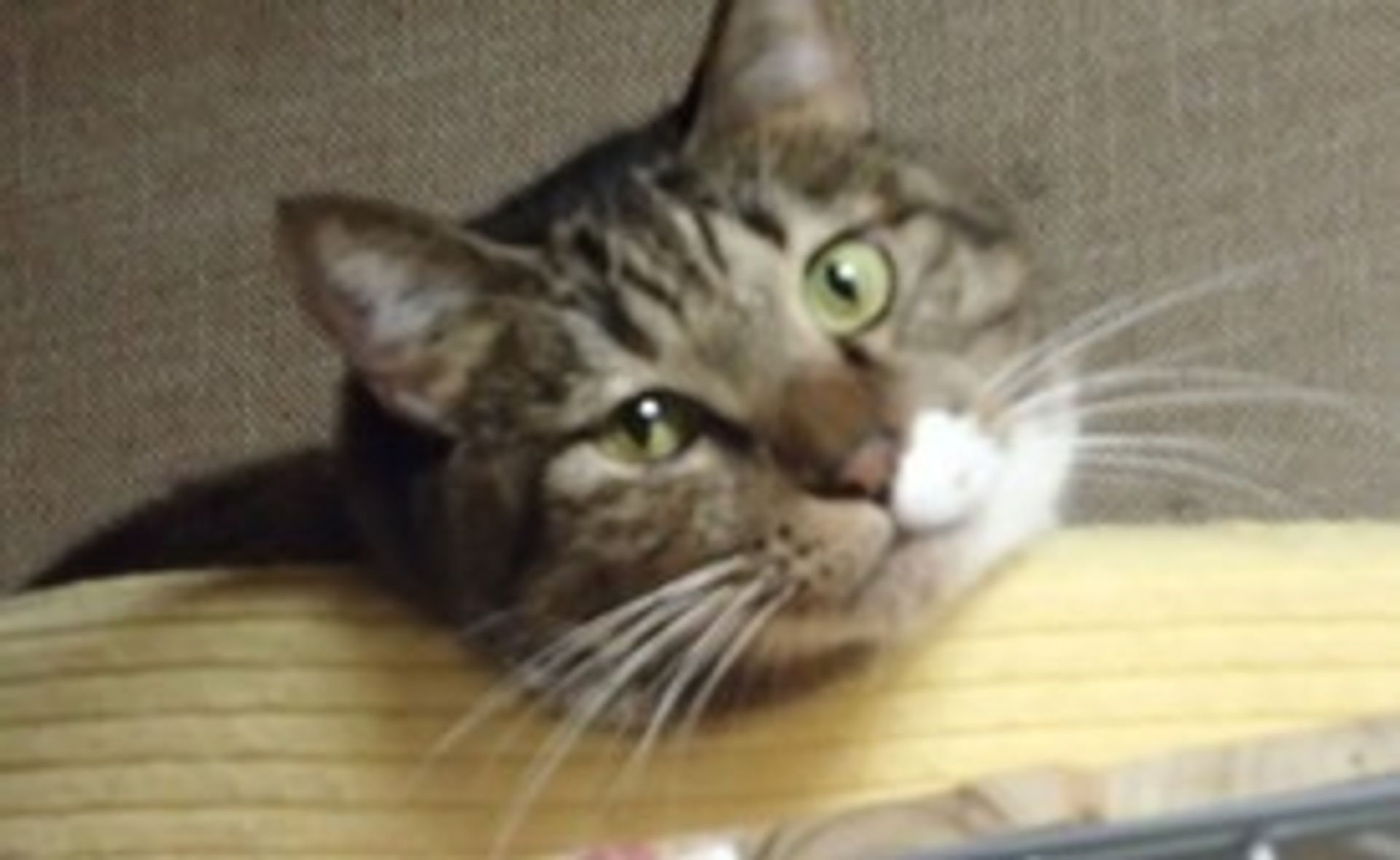 雑種（ミックス猫）・オスの里親募集の写真