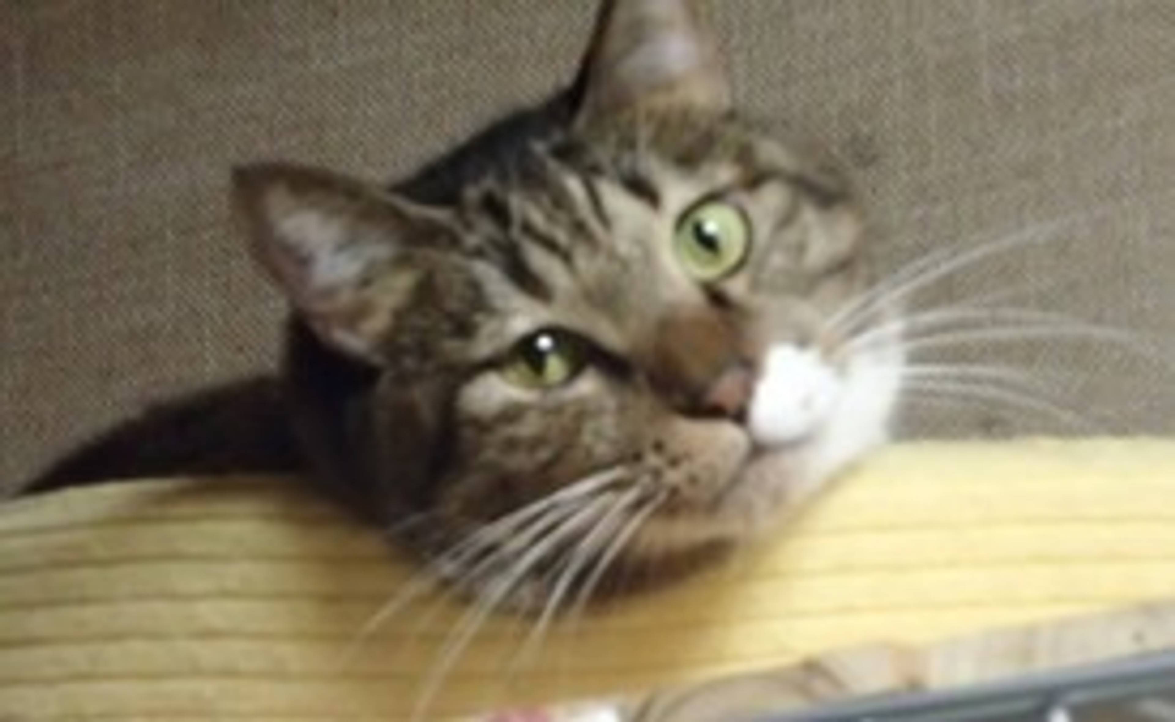 雑種（ミックス猫）・オスの里親募集の写真