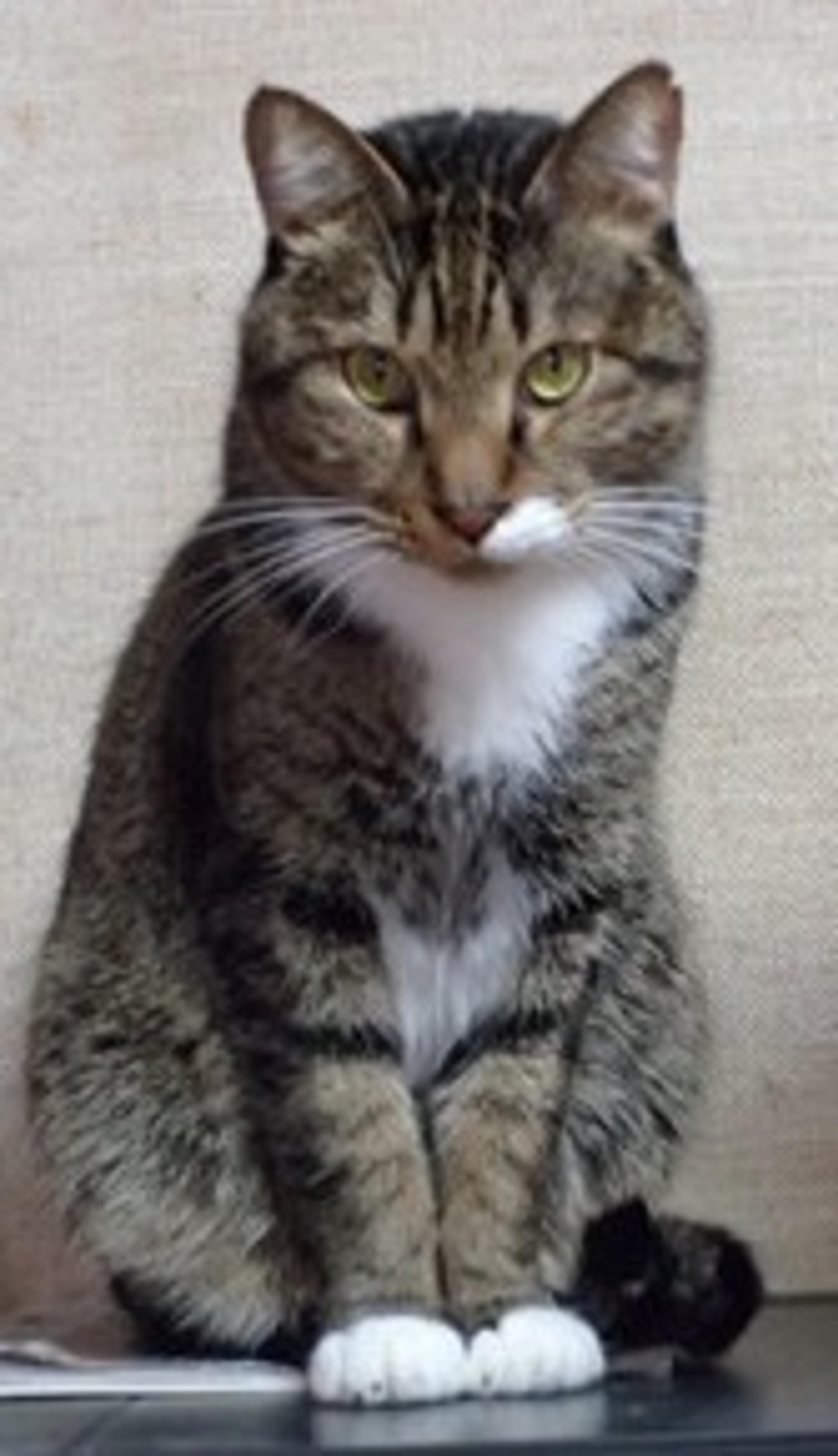 pet-image-2
