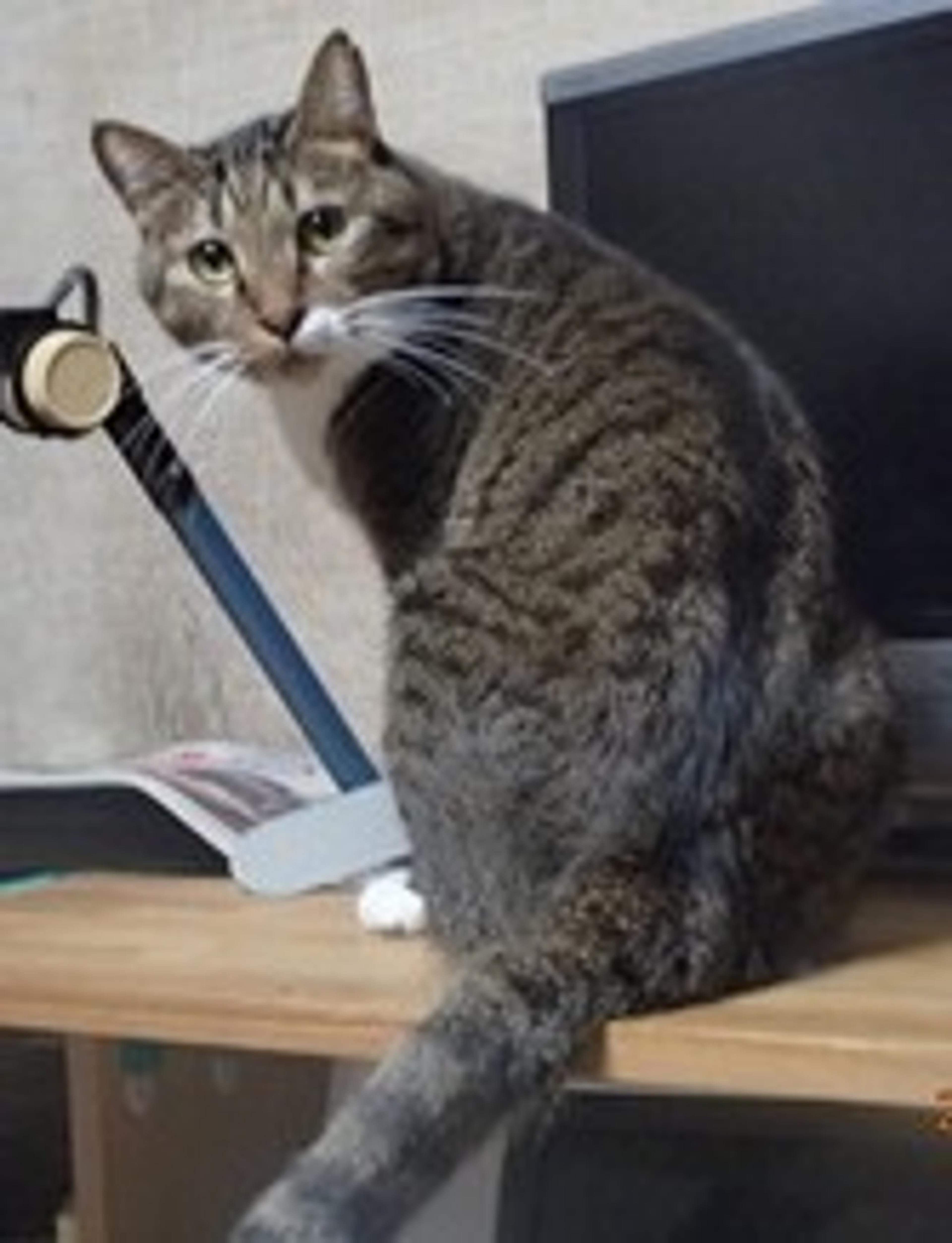 pet-image-3