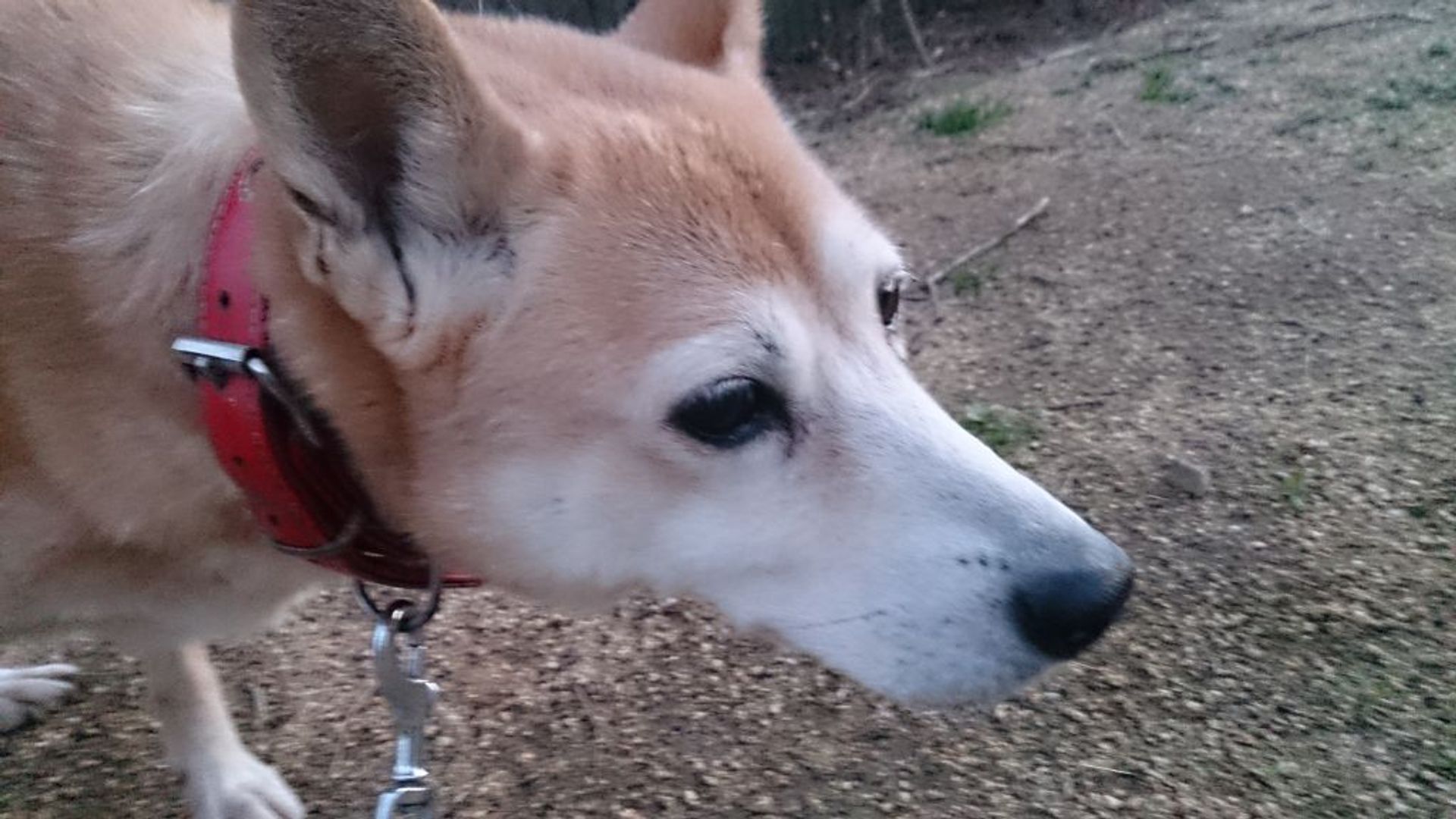雑種（ミックス犬）・メスの里親募集の写真