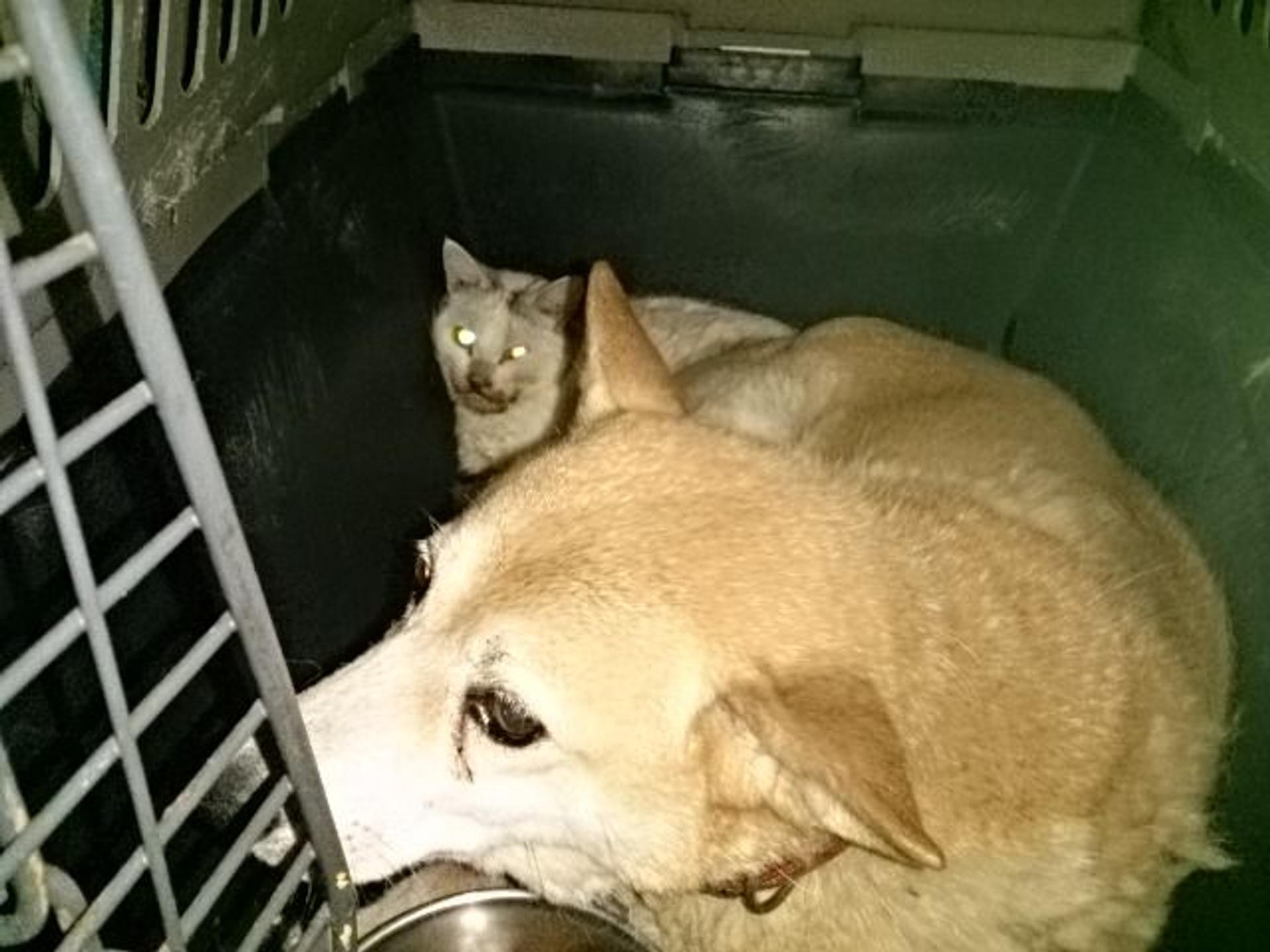 pet-image-2