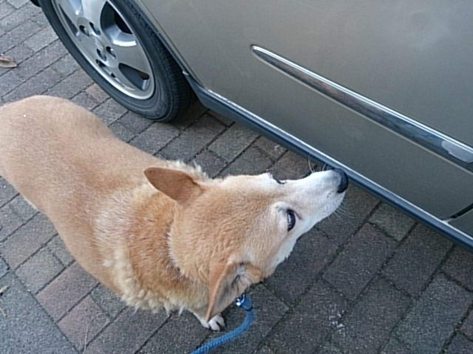 pet-image-4