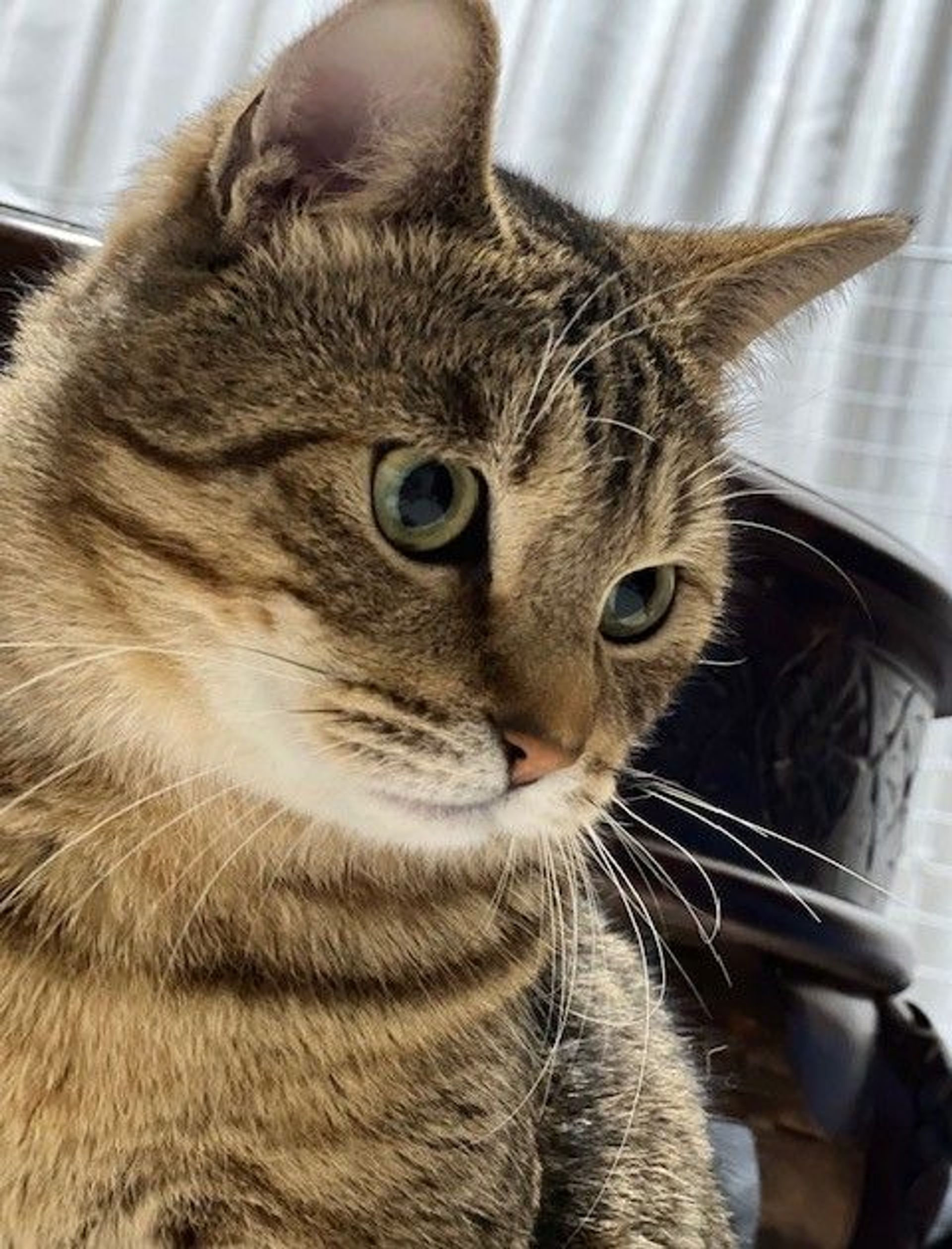 雑種（ミックス猫）・オスの里親募集の写真