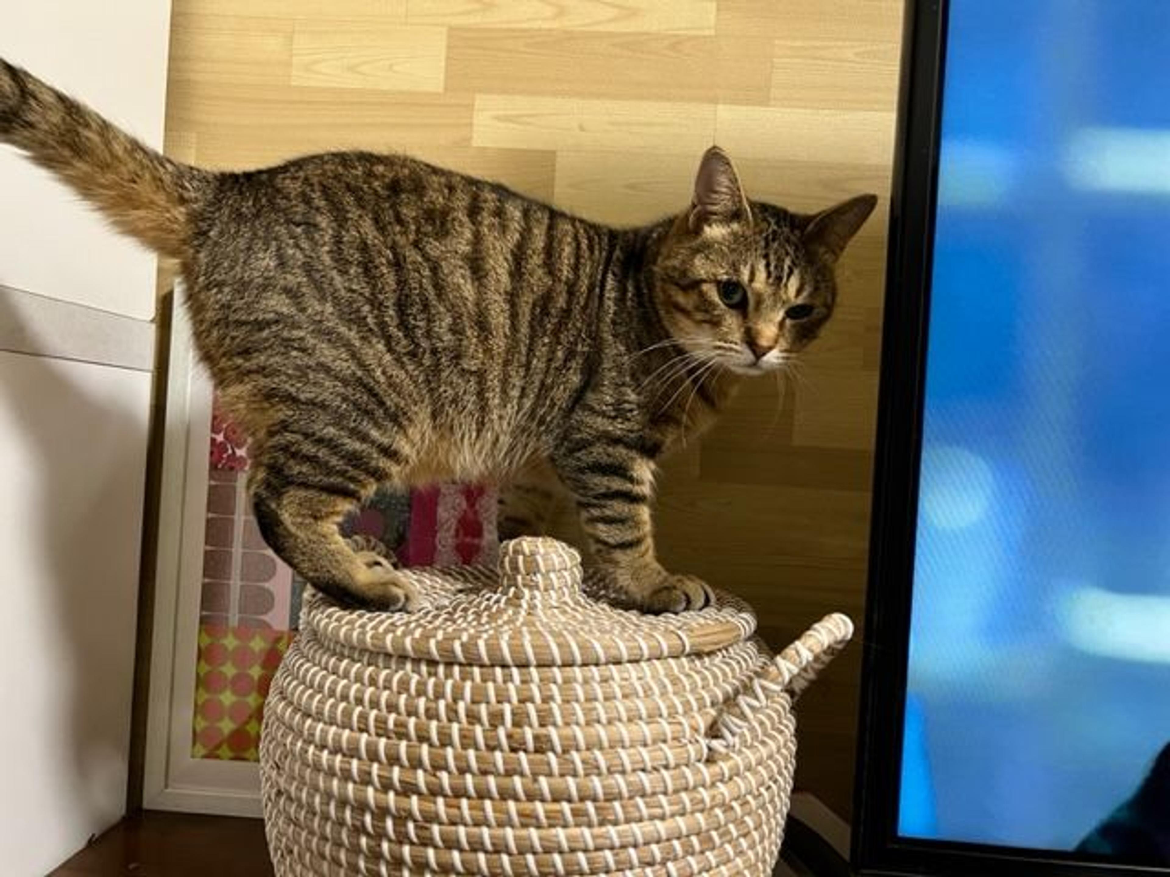 pet-image-2