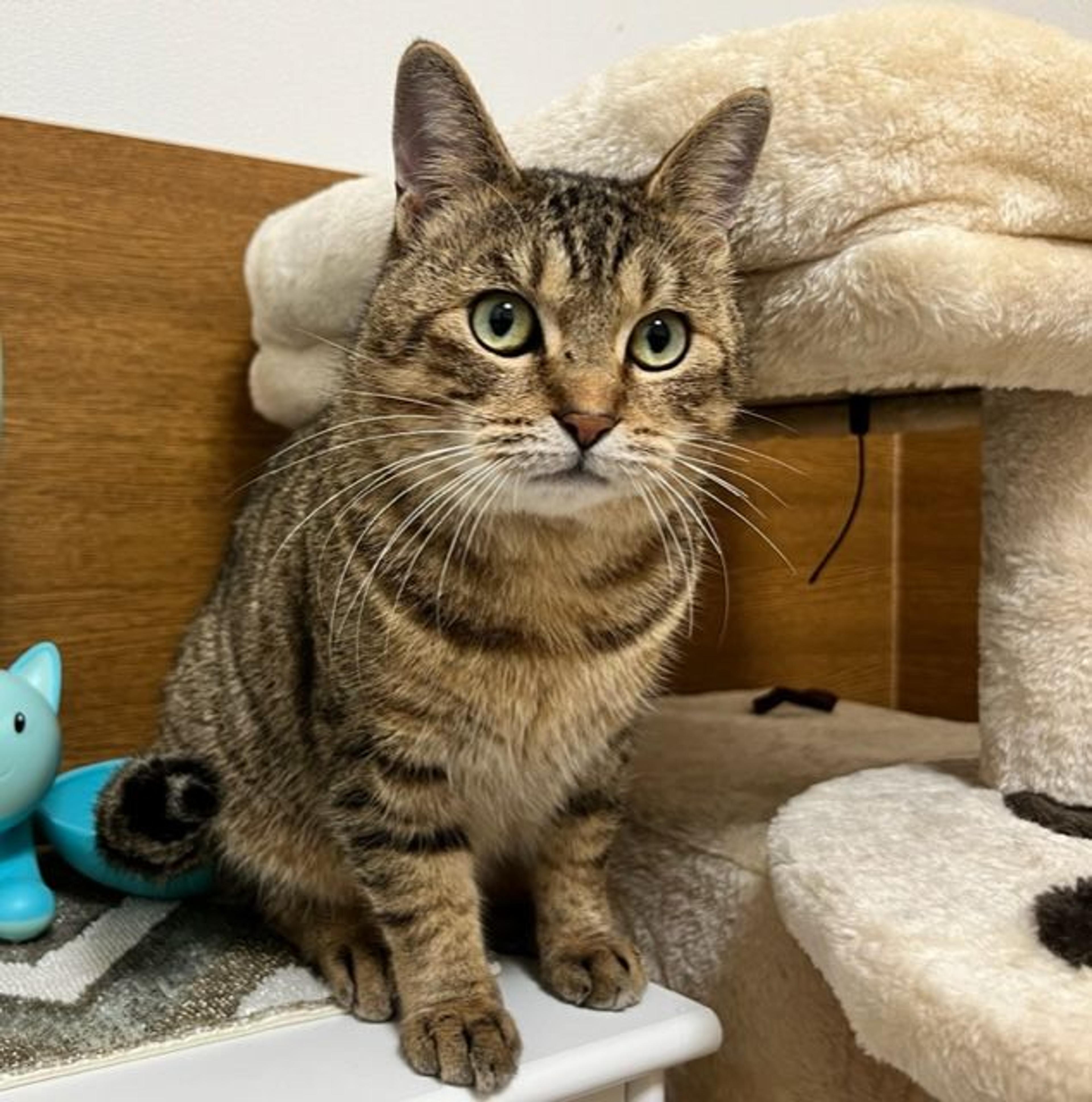 pet-image-4